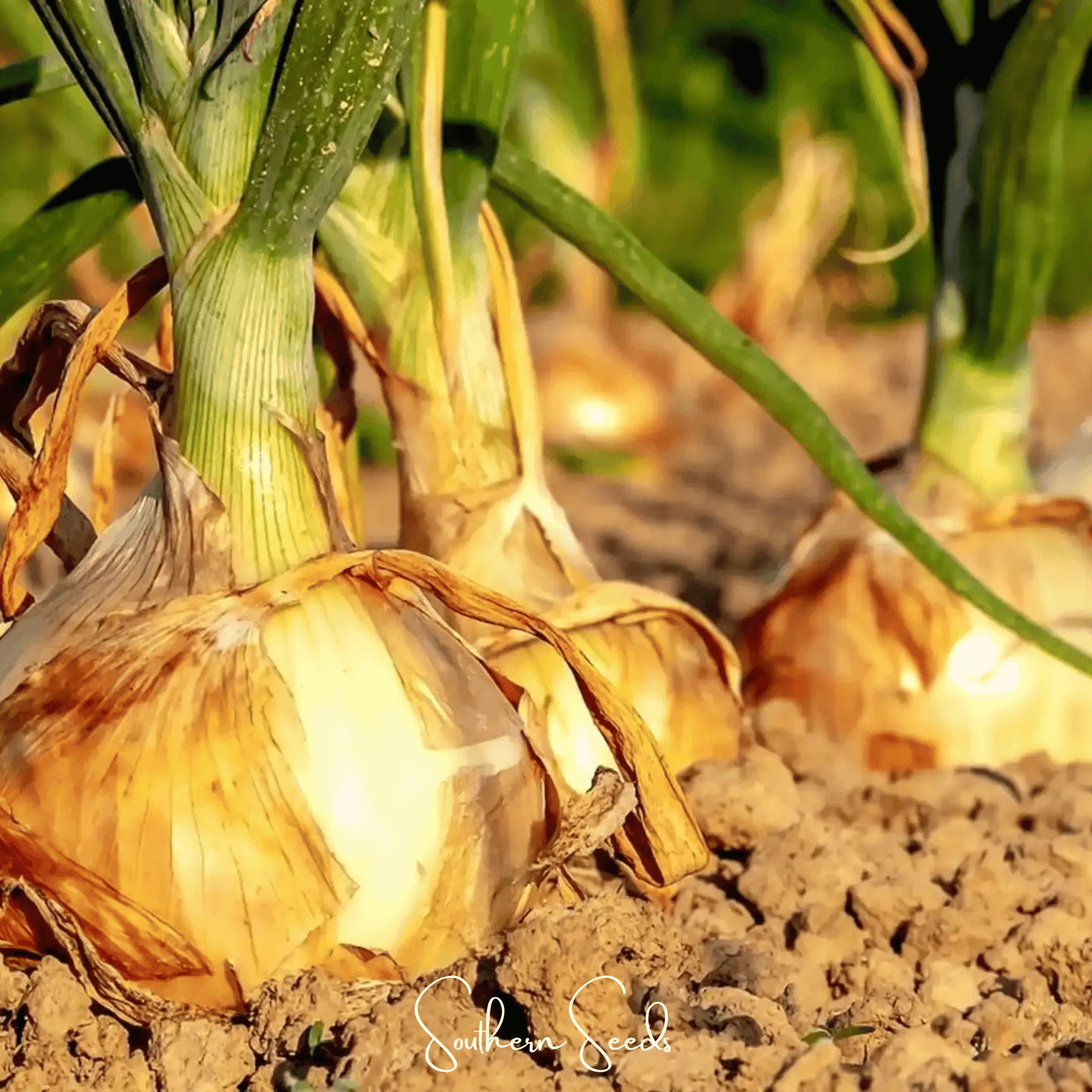 Texas Grano Early Onion seeds from Southern Seeds, small bulbs with green tops, ready for planting in vegetable gardens.