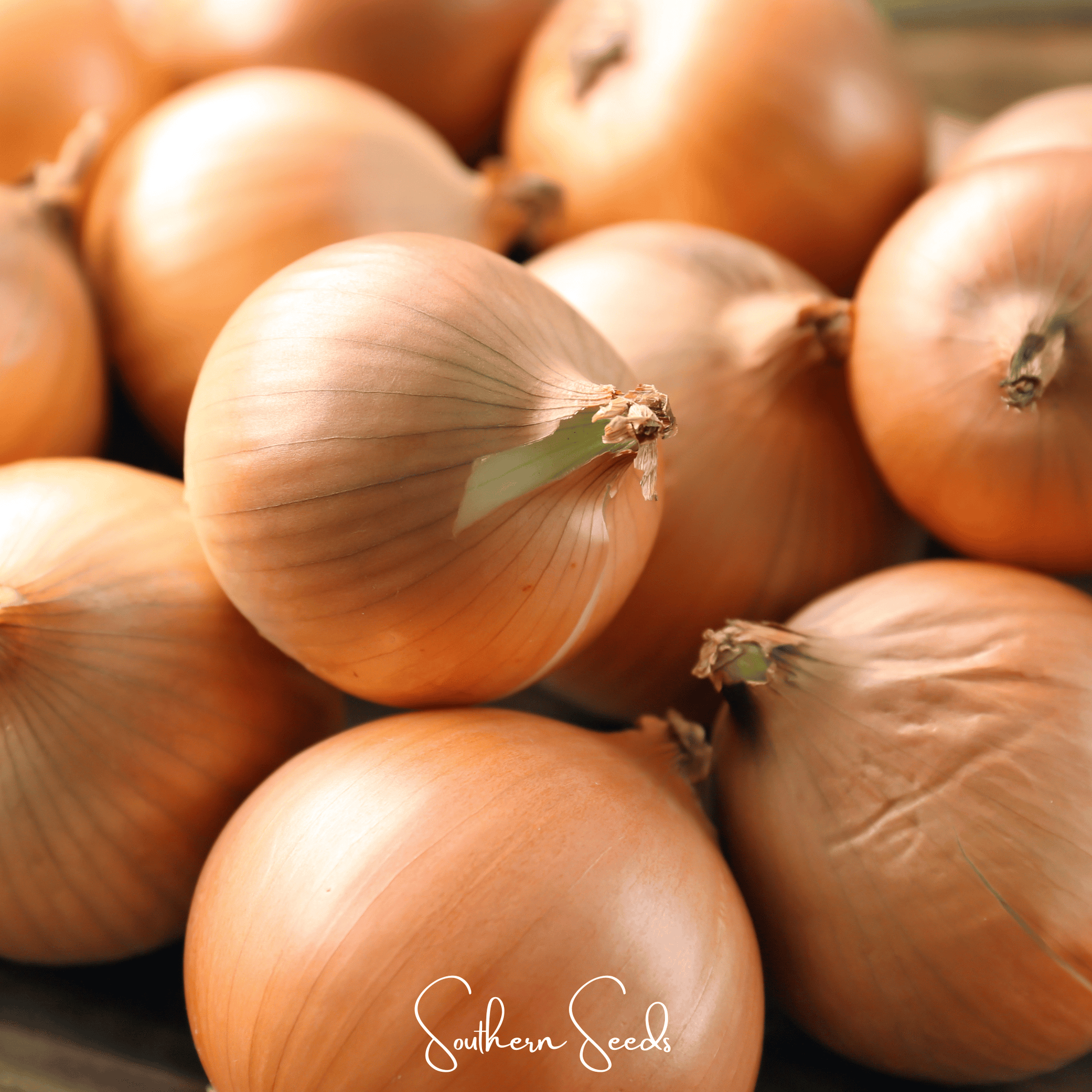 Texas Grano Early Onion seeds from Southern Seeds, showing vibrant onion bulb and green tops in a close-up image.