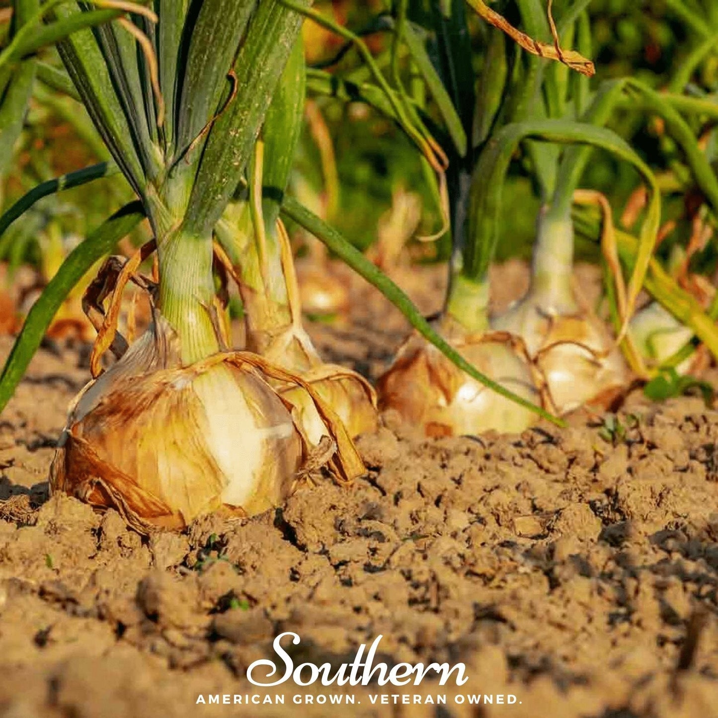 Utah Yellow Sweet Spanish Onion from Southern Seeds, fresh allium bulb with 200 seeds for planting and gardening.