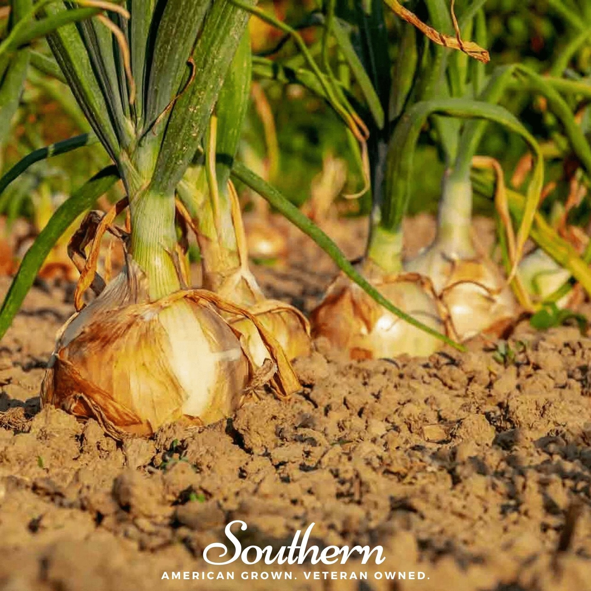 Utah Yellow Sweet Spanish Onion from Southern Seeds, fresh allium bulb with 200 seeds for planting and gardening.