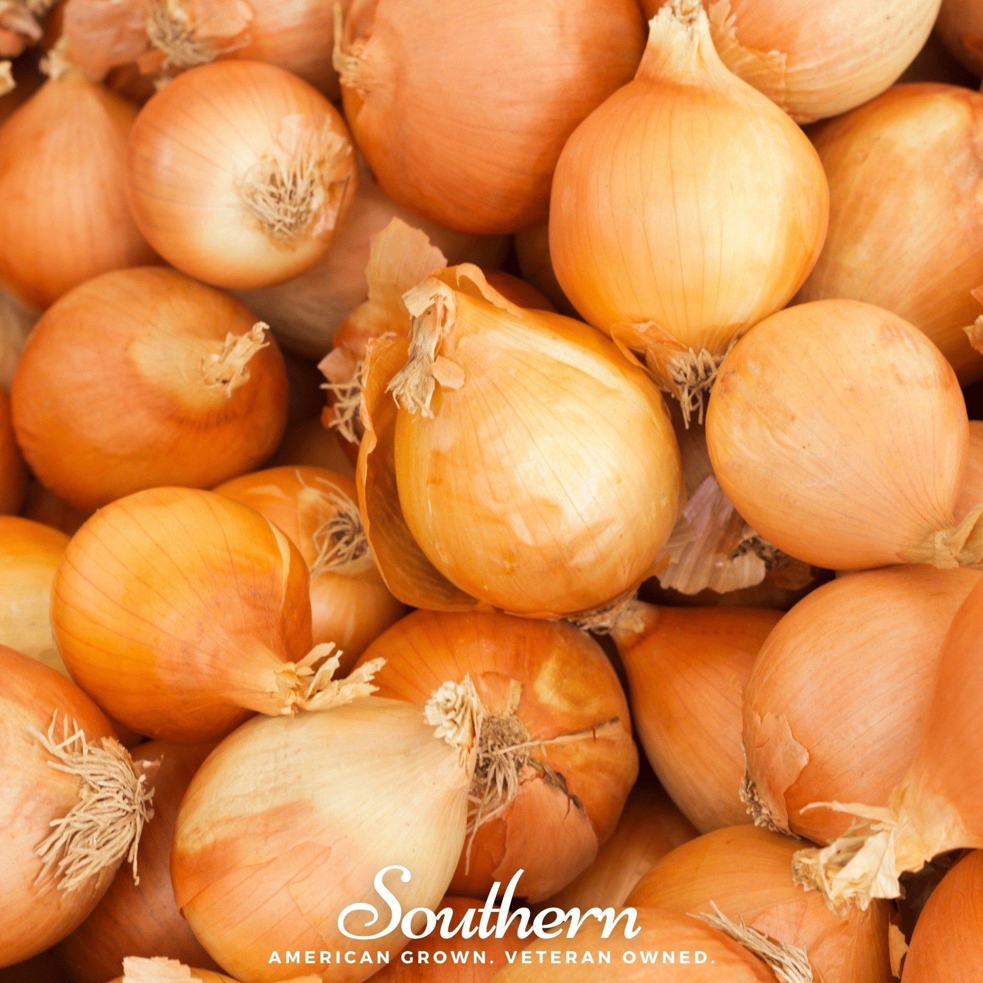 Utah Yellow Sweet Spanish Onion from Southern Seeds, 200 onion seeds, close-up of healthy onion bulbs and green tops.