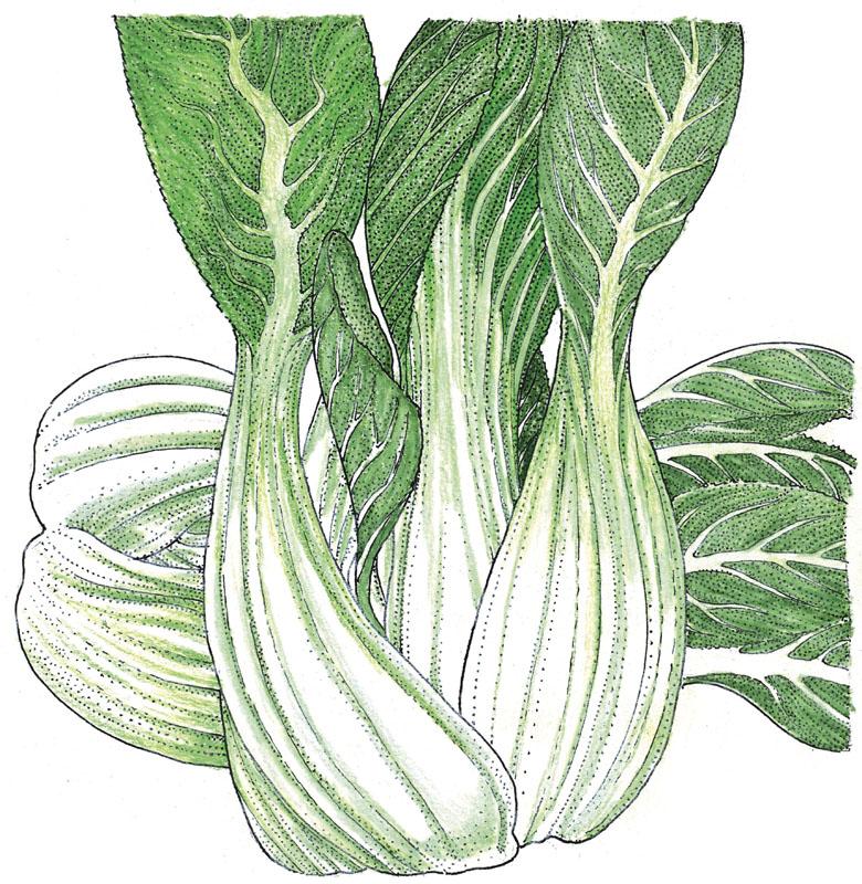 Organic Grow Organic Pak Choi vegetable seeds, 1/4 lb package, showing fresh green leafy pak choi for gardening or planting.