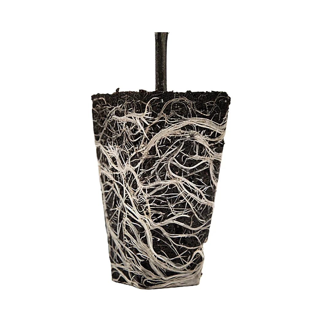 Close-up of Ventana Plant Science OrganiPlug seed and cutting plugs with visible roots in growing media, used for plant propagation.