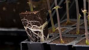 Organic seed and cutting plugs in a tray, pre-filled with growing medium, designed for propagation by GrowersHouse.