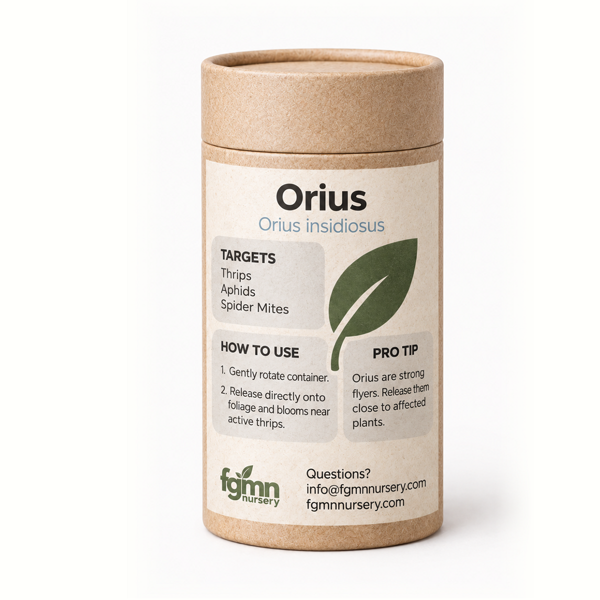 Adult Orius insidiosus beneficial insects used for thrips control in natural pest treatment by FGMN Nursery.