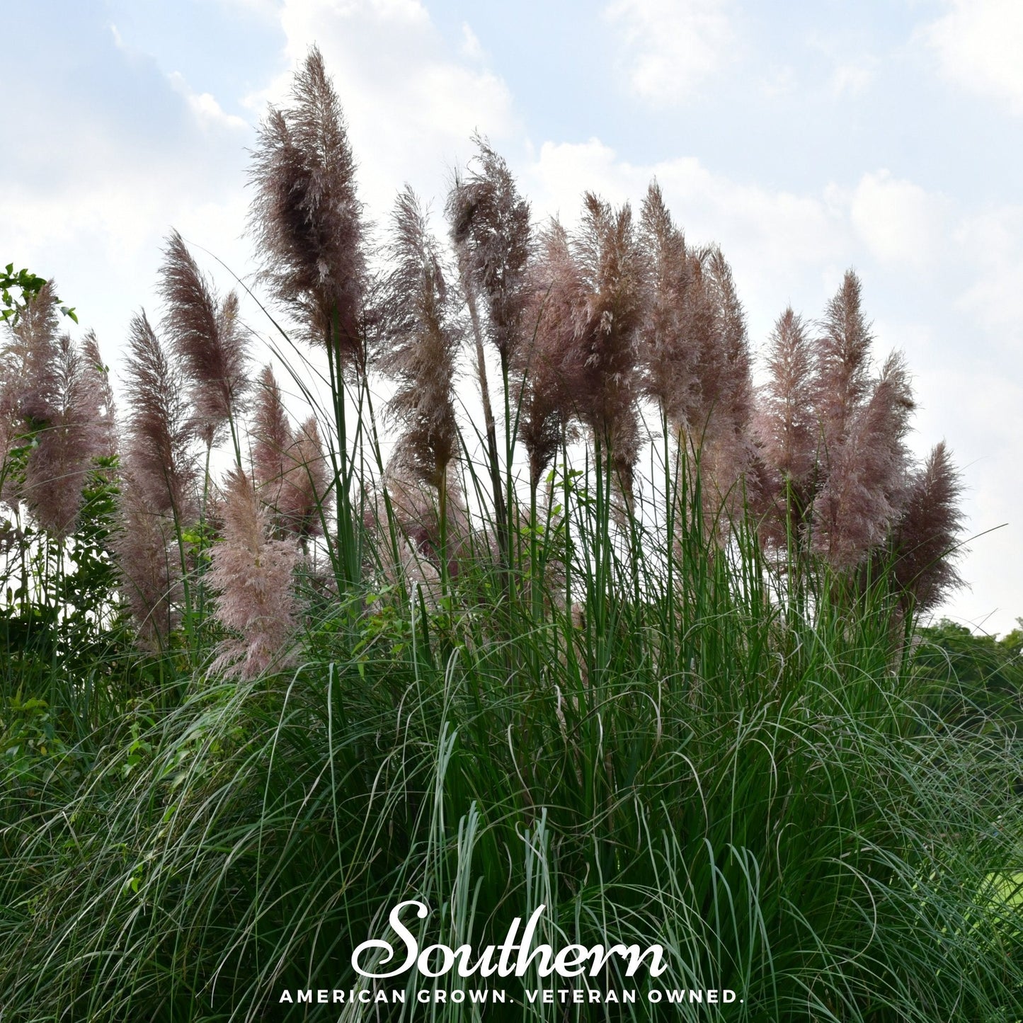 Pink Pampas Grass seeds from Southern Seeds, showing vibrant pink pampas grass plumes and seed packaging.