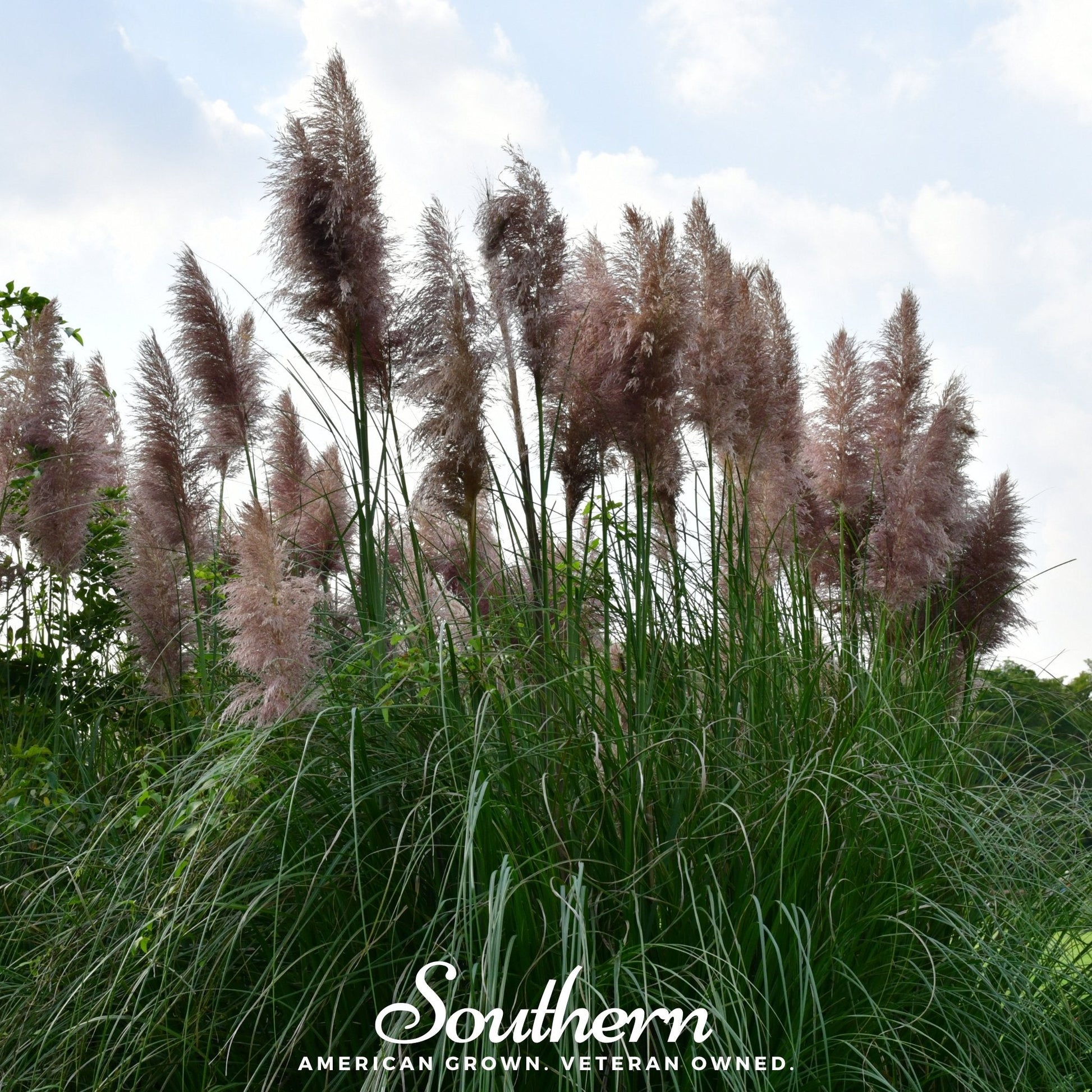 Pink Pampas Grass seeds from Southern Seeds, showing vibrant pink pampas grass plumes and seed packaging.