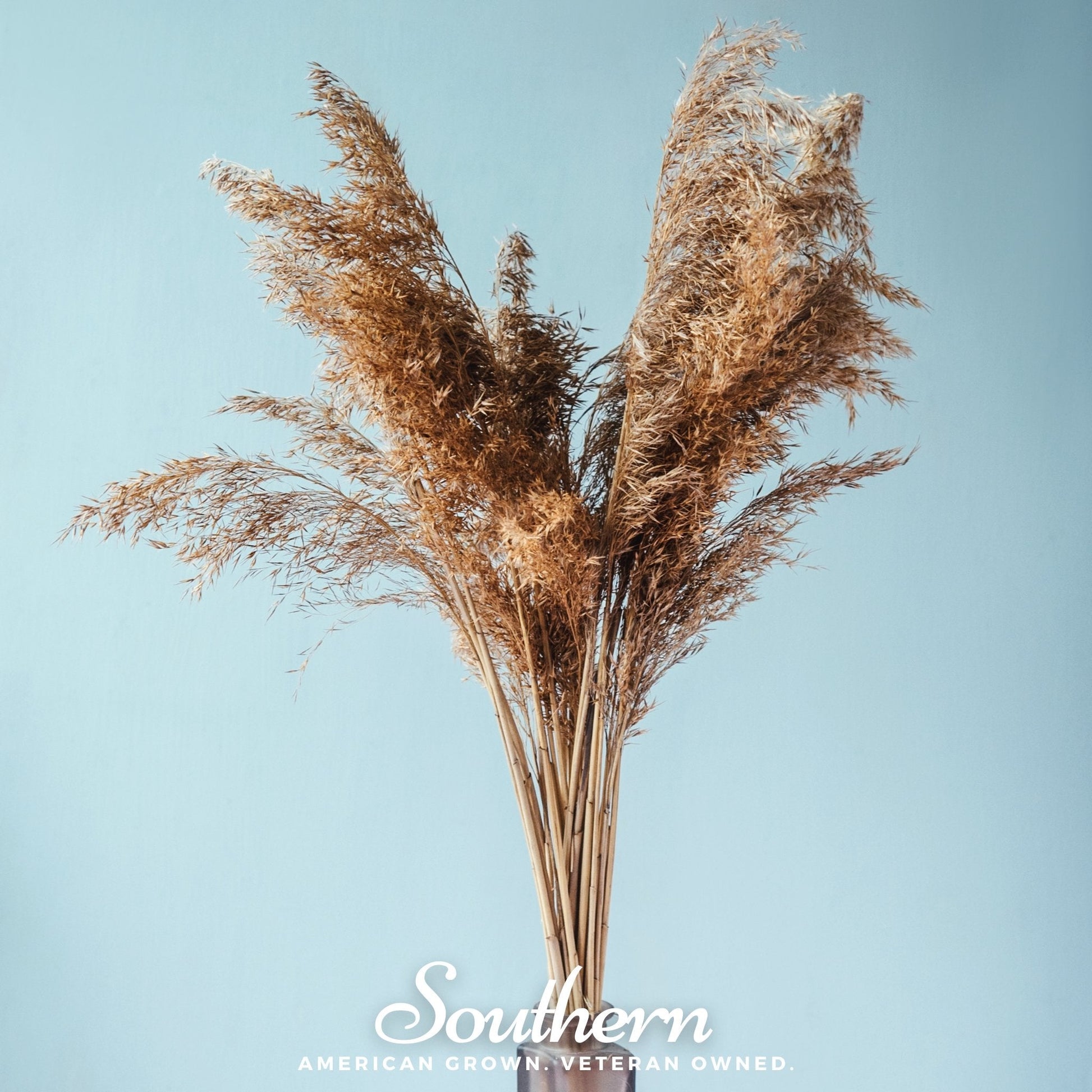 Pink Pampas Grass seeds by Southern Seeds, showing vibrant pink pampas grass plumes and seed packet for planting.