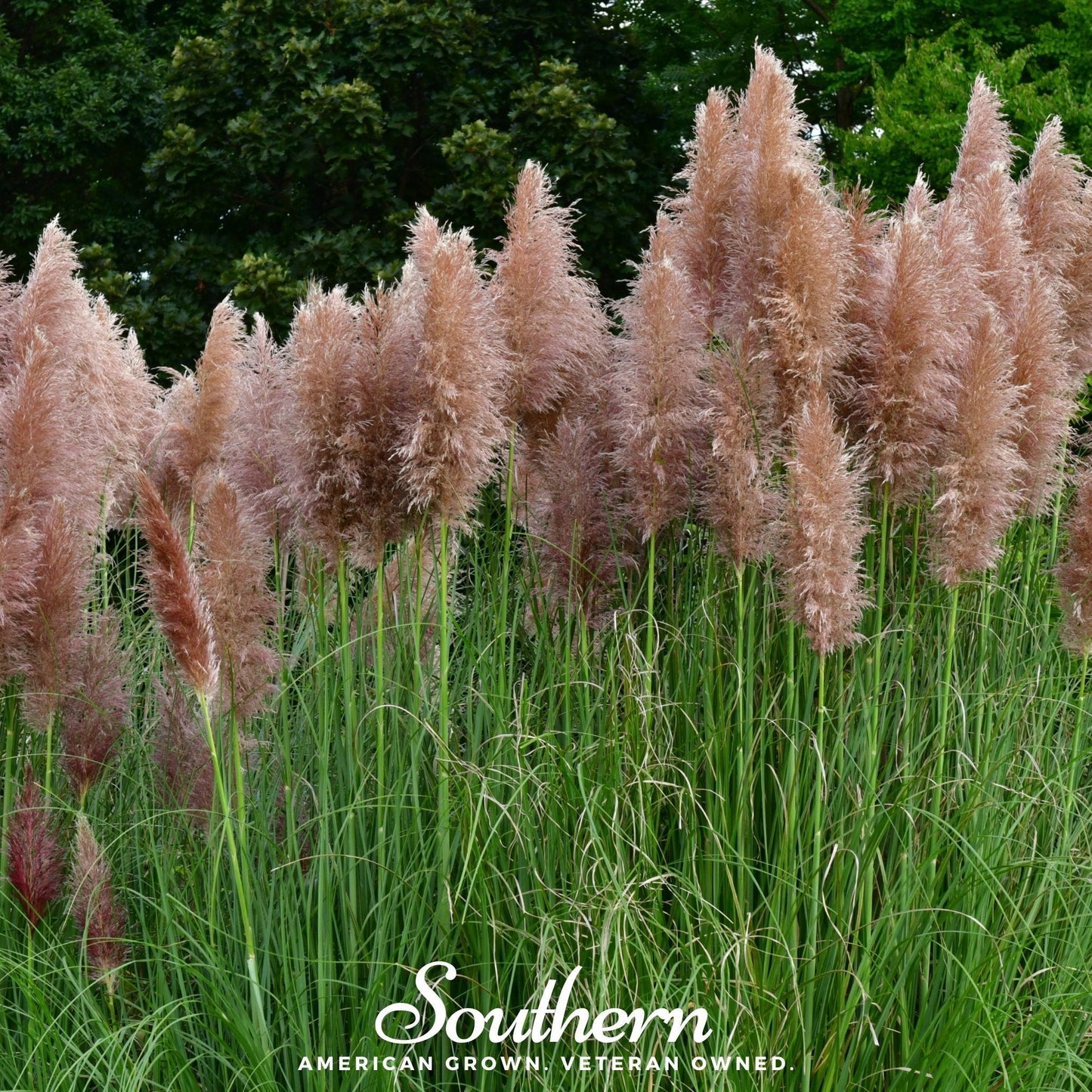 Pink Pampas Grass seeds from Southern Seeds, close-up of pink pampas grass seed heads with fluffy plumes and slender stems.