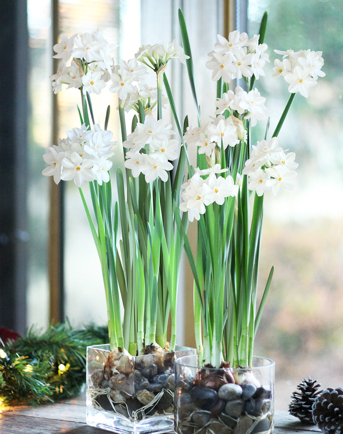 Ziva Paperwhites - 10 bulbs
