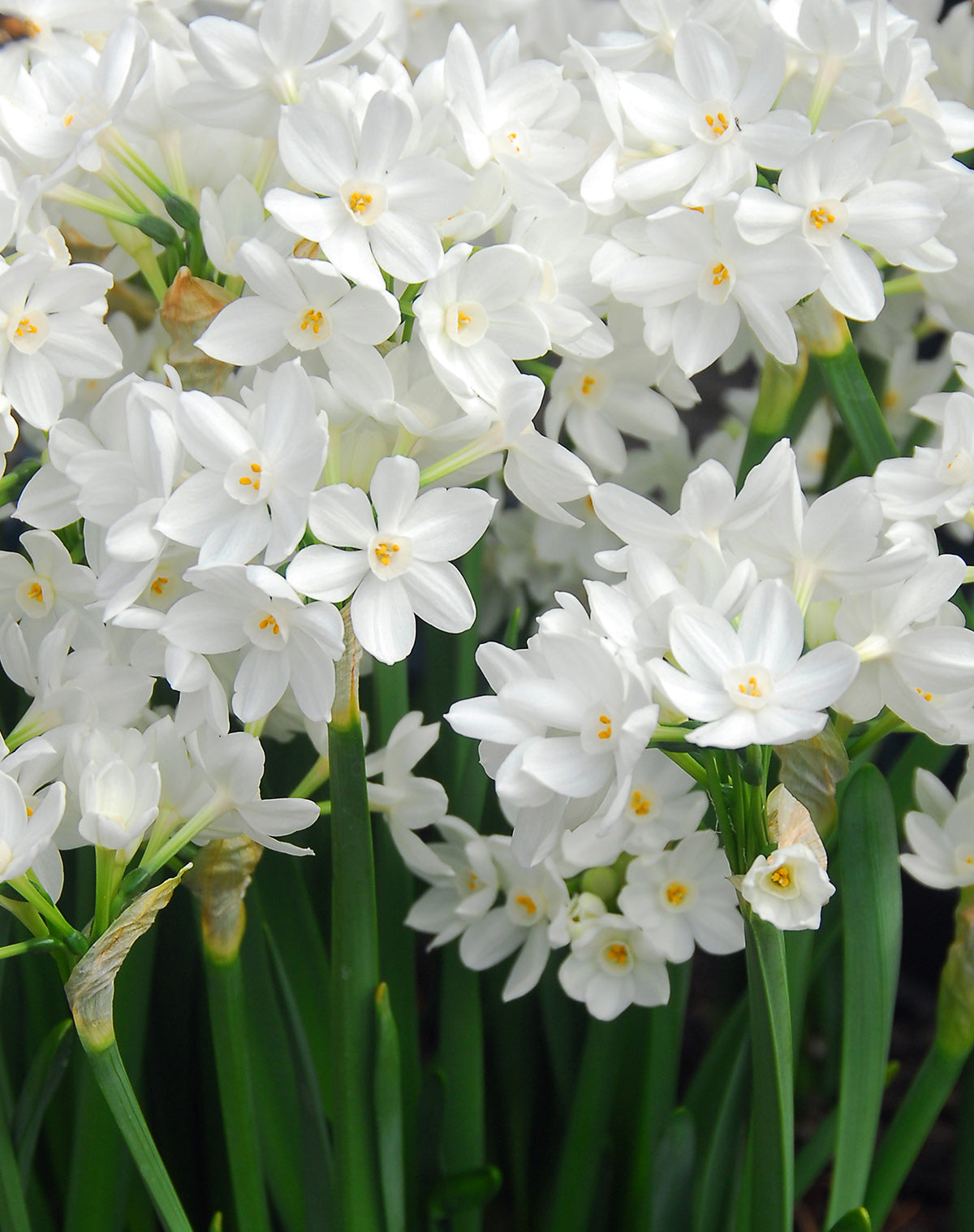 Ziva Paperwhites - 10 bulbs