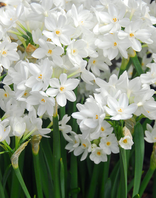 BloomingBulb Ziva Paperwhite bulbs, showing healthy white bulbs ready for planting and growth.
