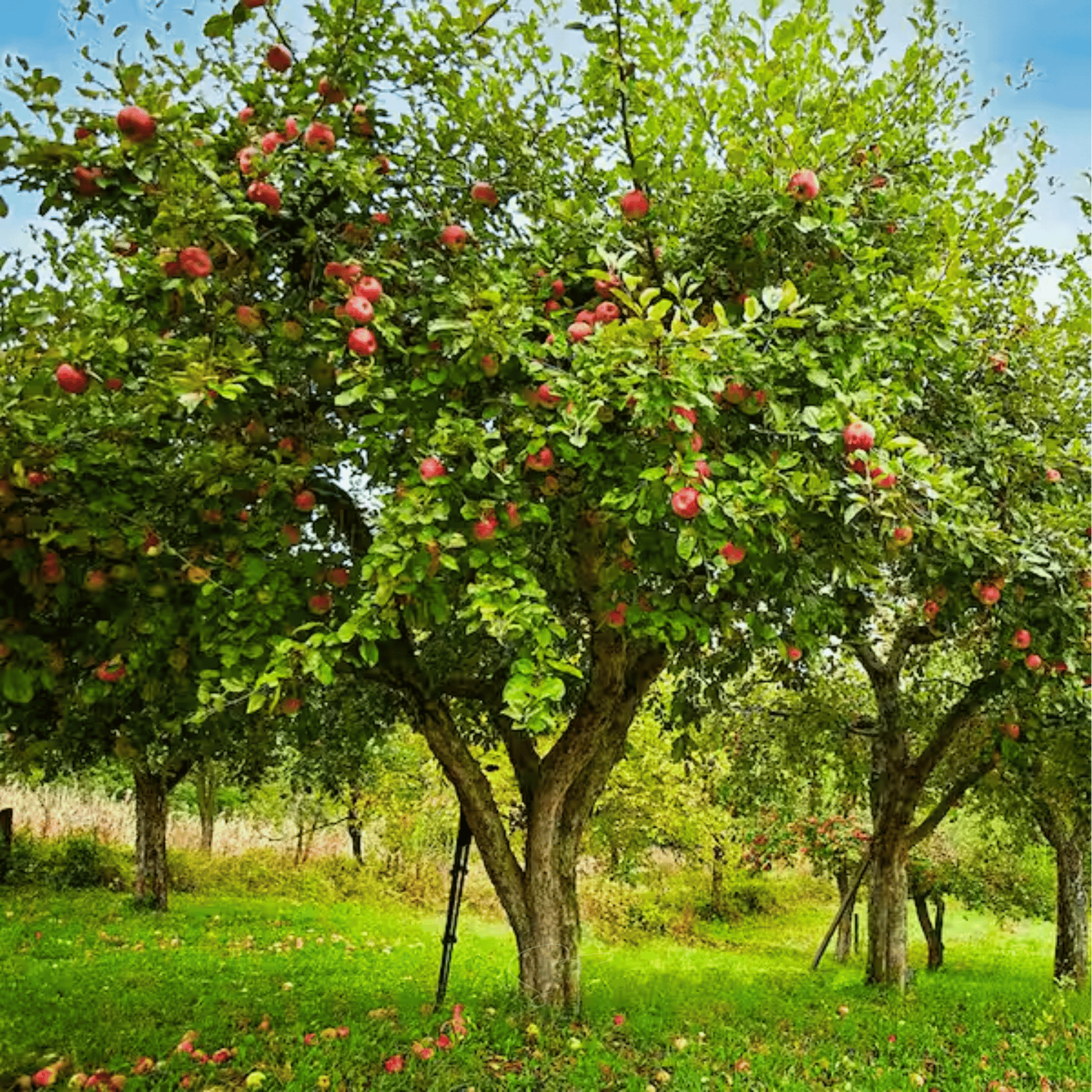 Packet of Southern Seeds Paradise Apple Tree seeds showing 25 seed packets for planting and gardening.