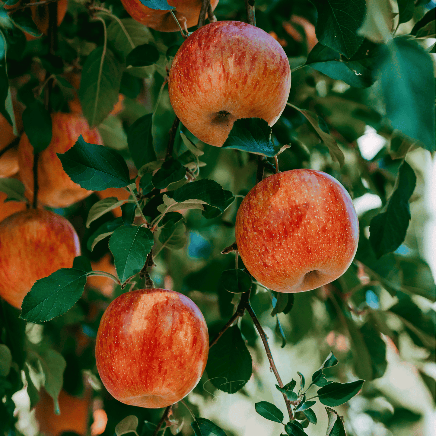 Packet of Southern Seeds Paradise Apple Tree 25 seeds, showcasing fresh apple tree seeds for planting and gardening.
