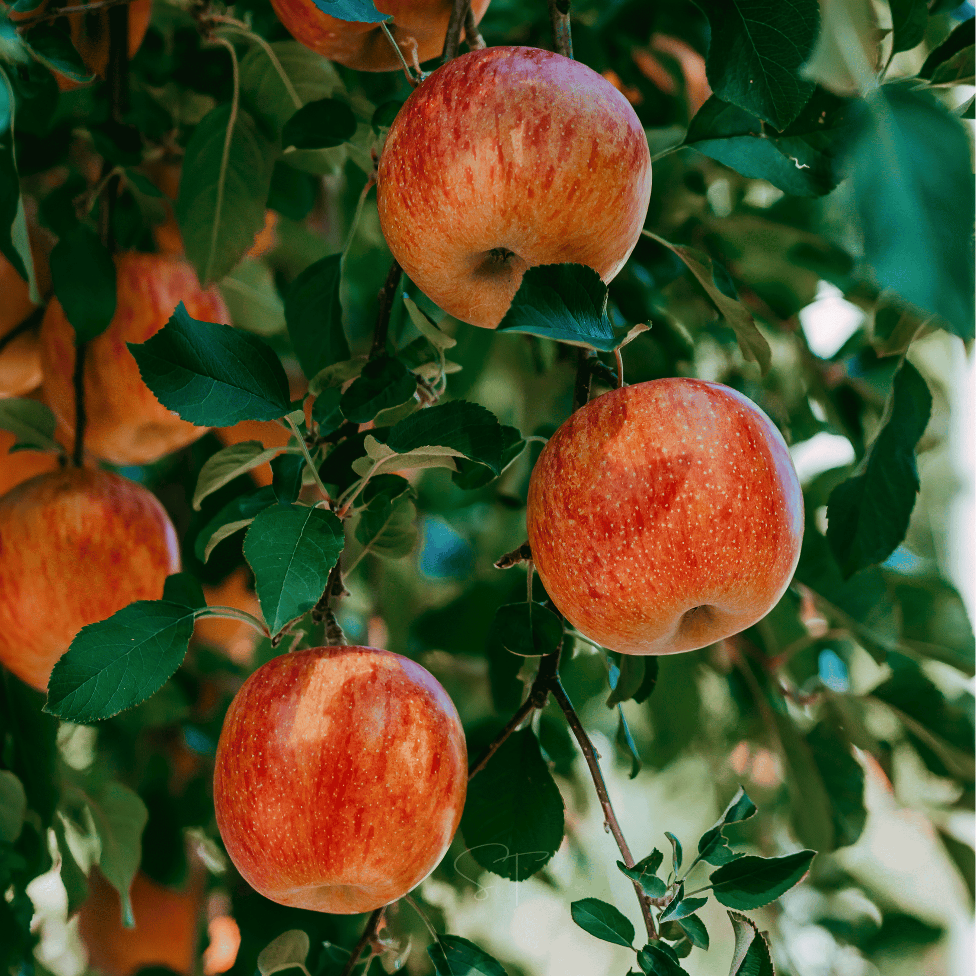 Packet of Southern Seeds Paradise Apple Tree 25 seeds, showcasing fresh apple tree seeds for planting and gardening.