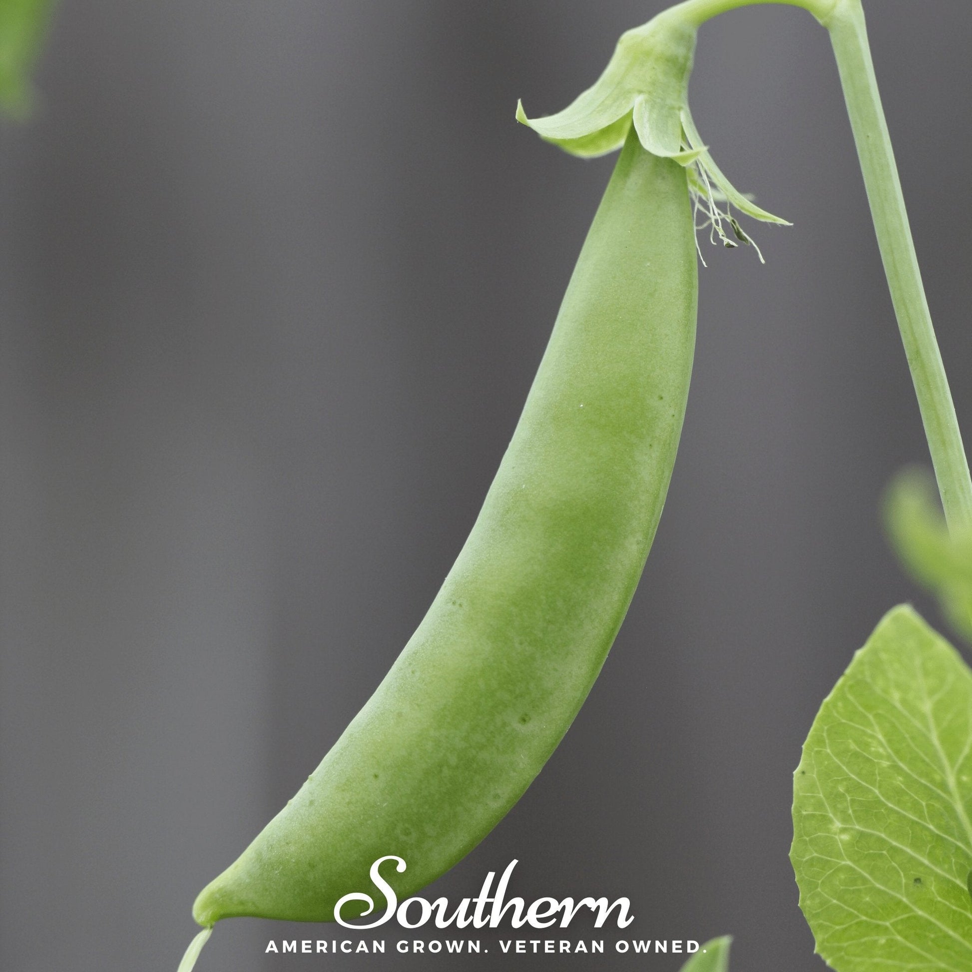 Sugar snap peas seeds from Southern Seeds, showing vibrant green pea pods and seeds ready for planting.