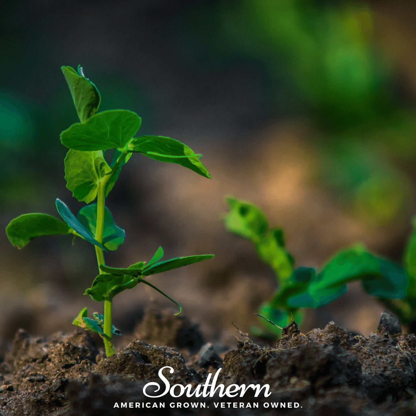 Sugar snap peas seeds from Southern Seeds, showing vibrant green pea pods and seeds ready for planting.