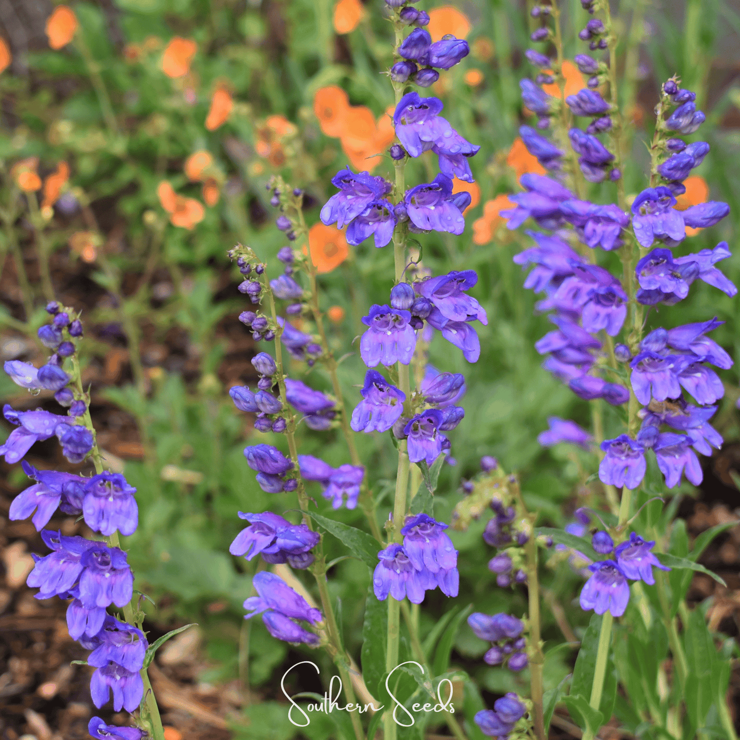 Rocky Mountain Penstemon seeds from Southern Seeds, 100 seed packet, showing vibrant flower buds and green foliage.