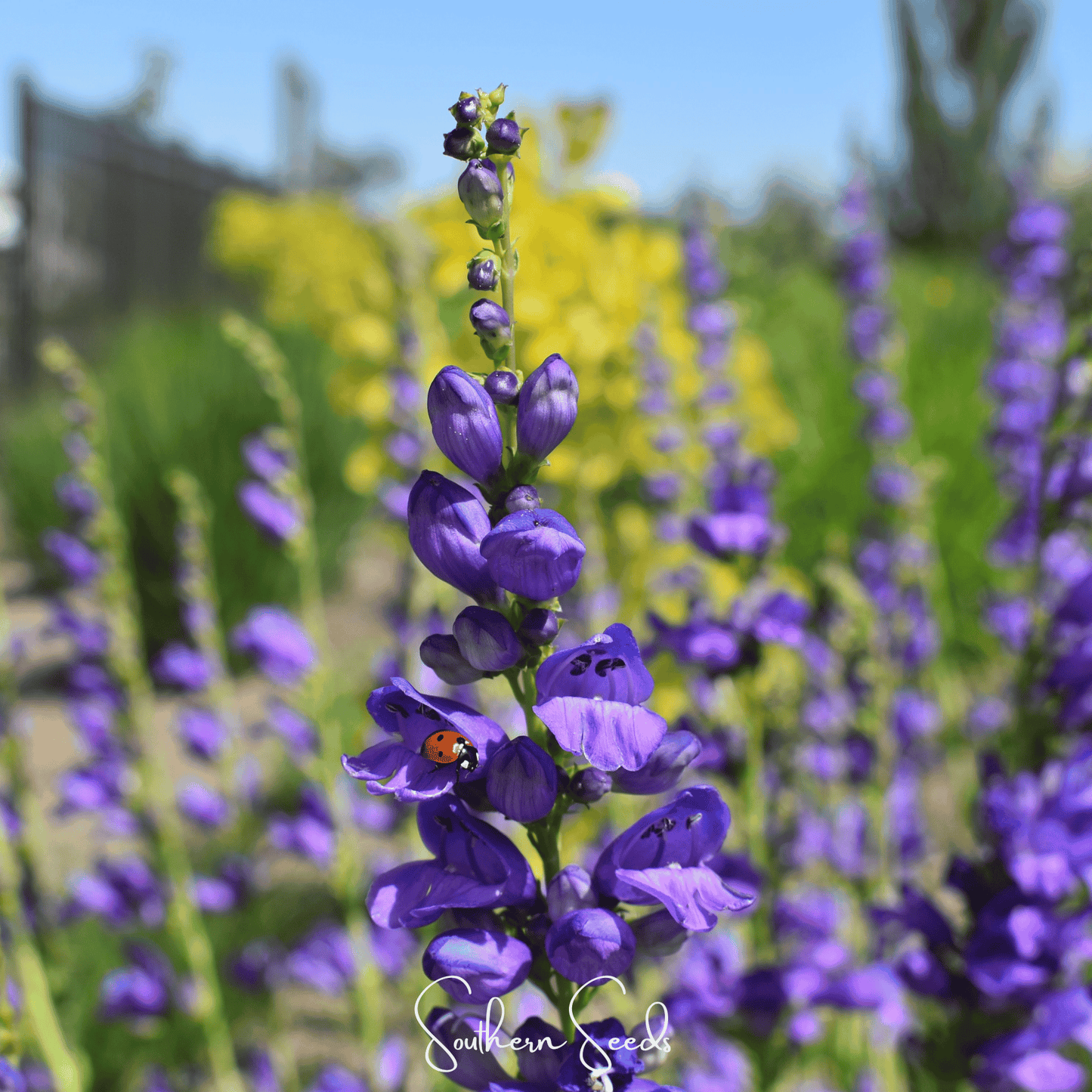 Rocky Mountain Penstemon seeds from Southern Seeds, showing small seed packets with colorful flower images.