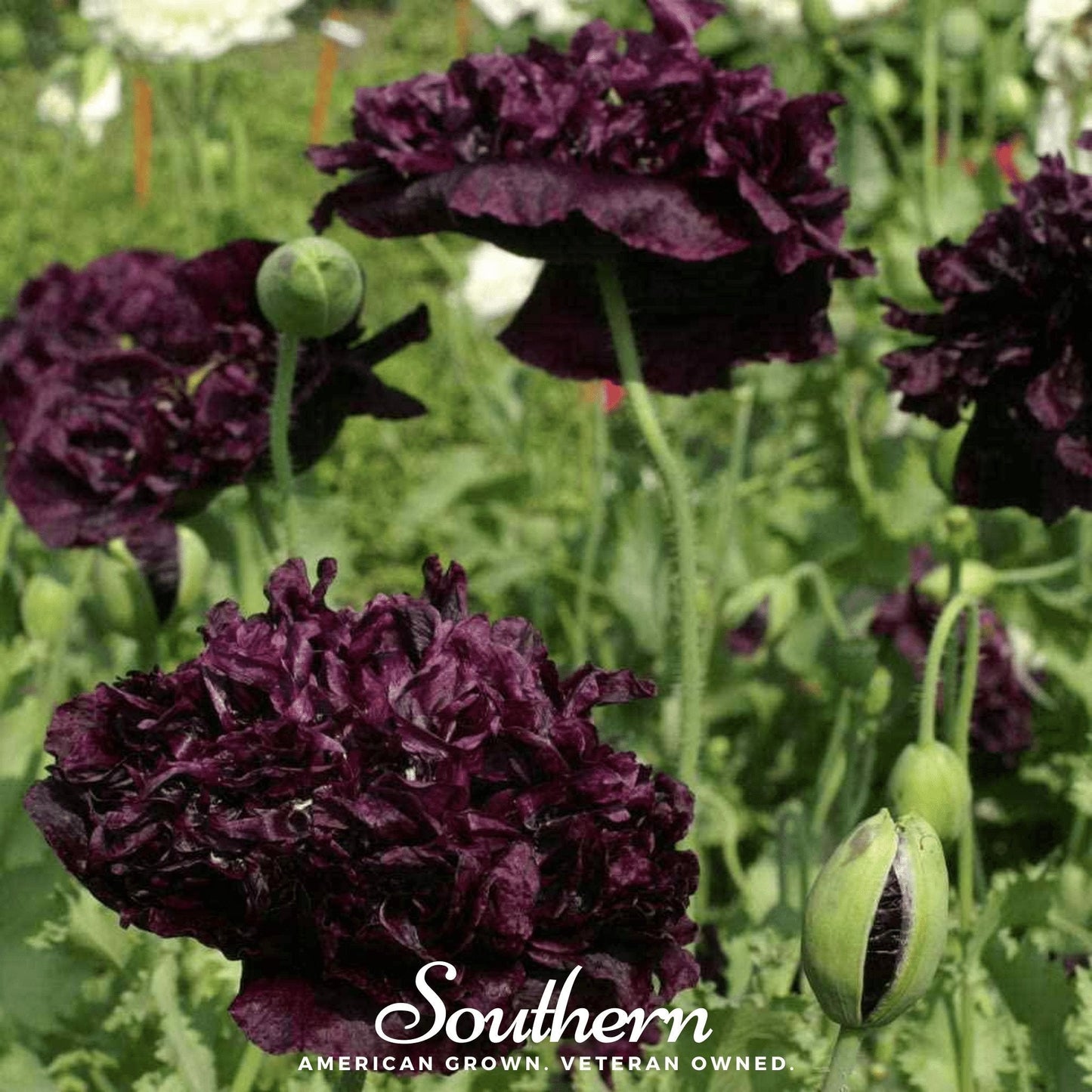 Black Peony Poppy seeds from Southern Seeds, close-up of dark-colored poppy flower with lush green leaves.