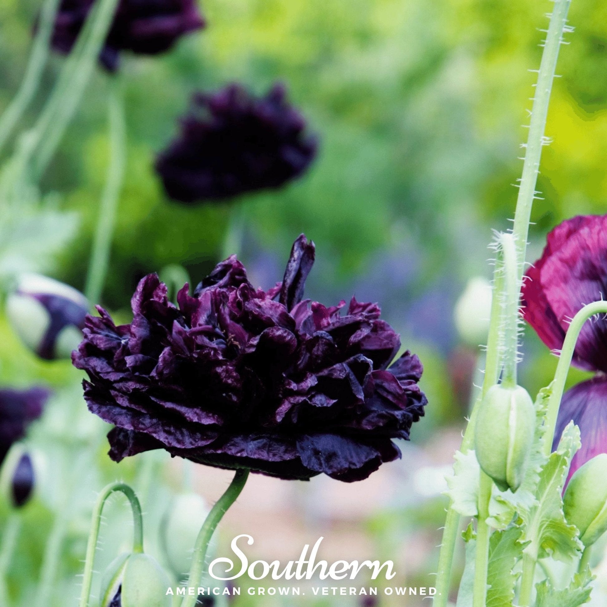 Black Peony Poppy seeds from Southern Seeds, showing vibrant dark flowers and green foliage in a close-up view.