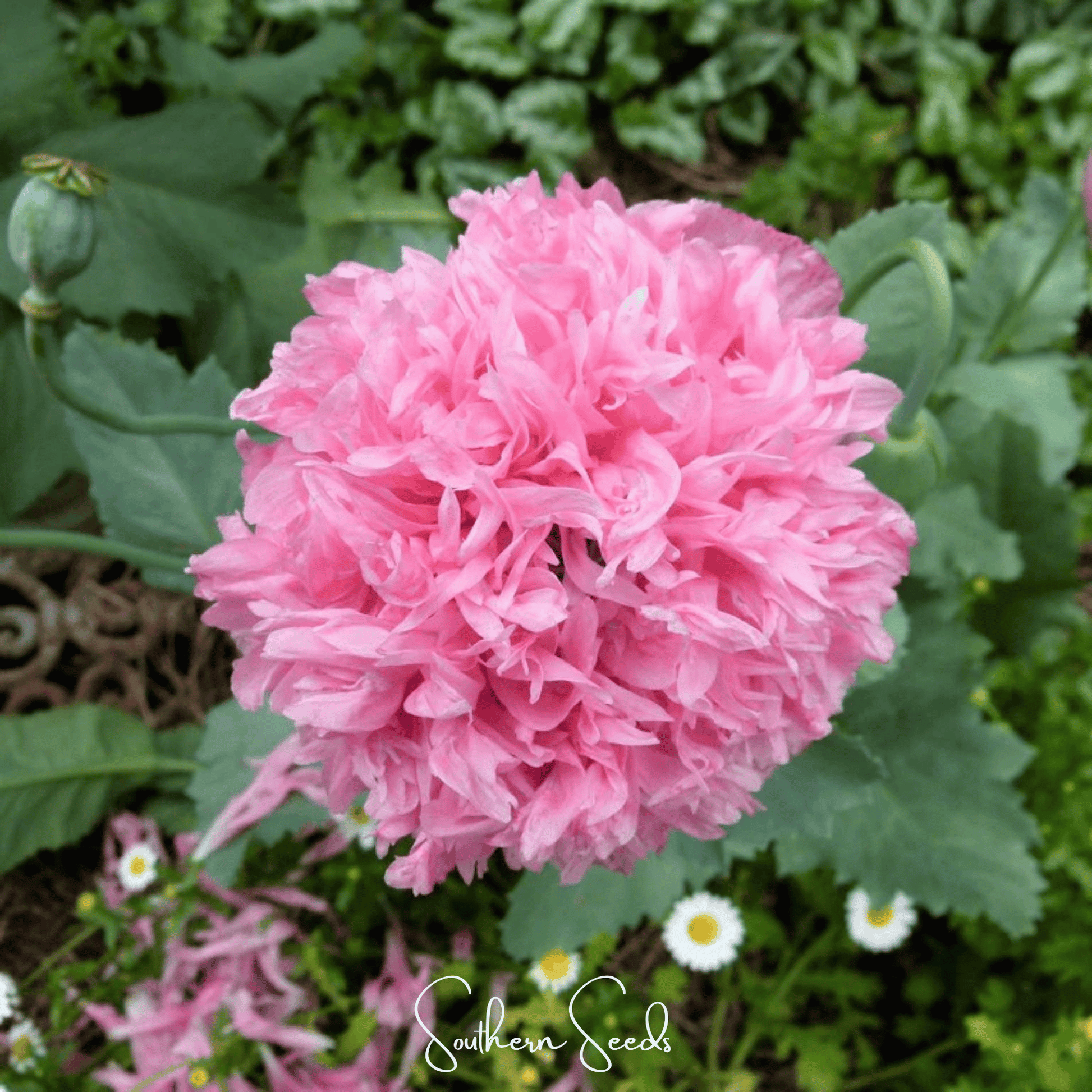 Pale Rose Peony Poppy seeds from Southern Seeds, showing a close-up of vibrant pink and white poppy flower seeds.