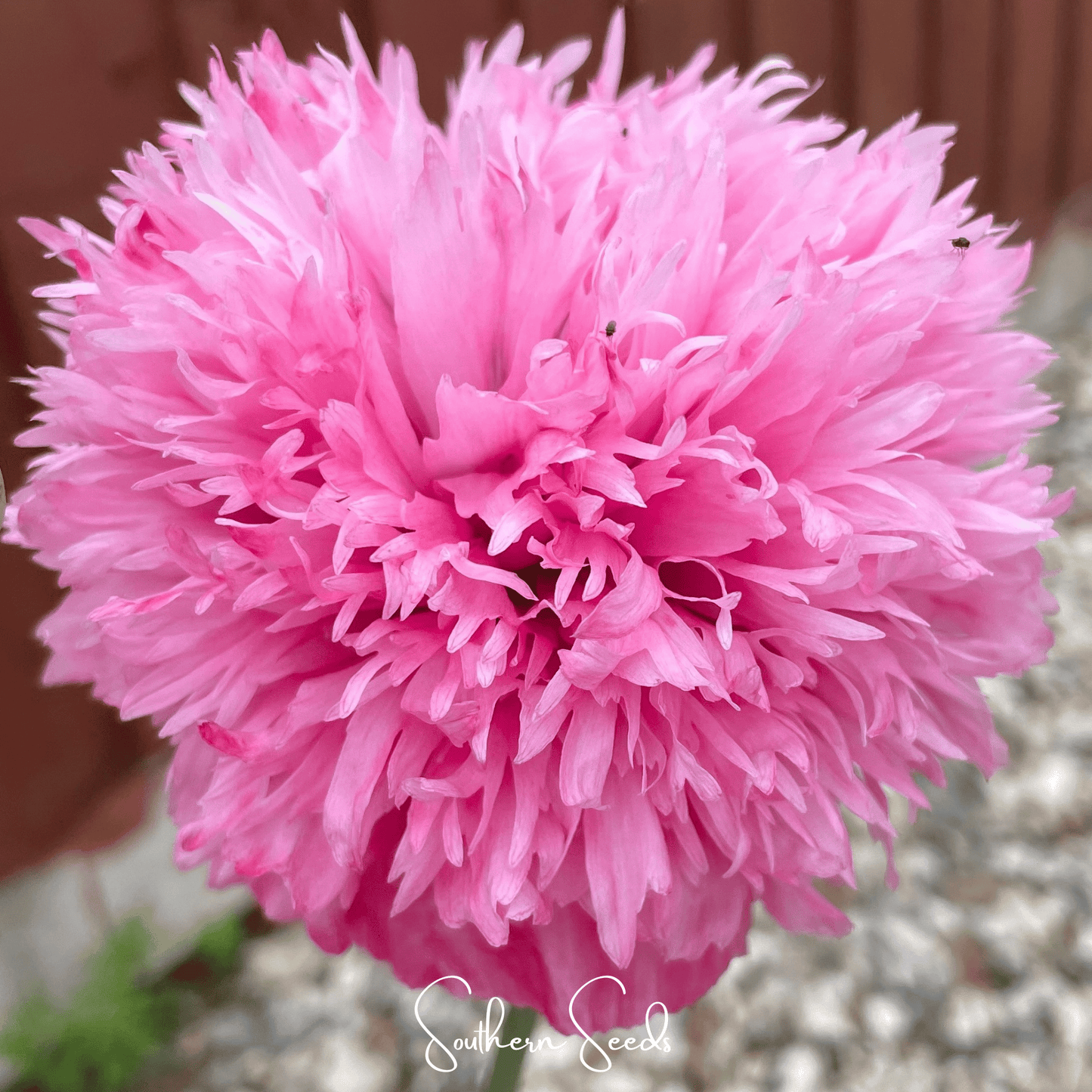 Pale Rose Peony Poppy seed packet from Southern Seeds, featuring colorful flower seeds for garden planting.