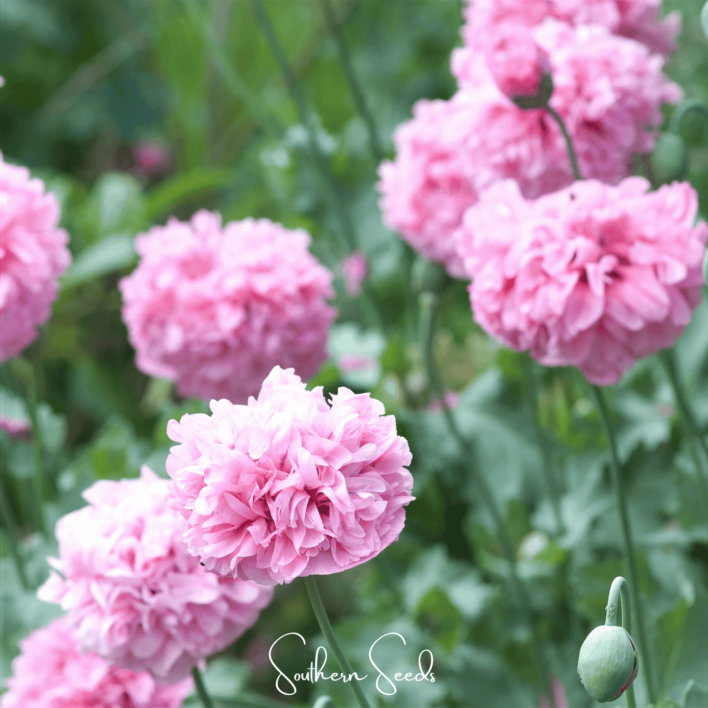 Pale Rose Peony Poppy seeds, botanical Papaver paeoniflorum, from Southern Seeds, shown in a clear image of 100 seed packets.