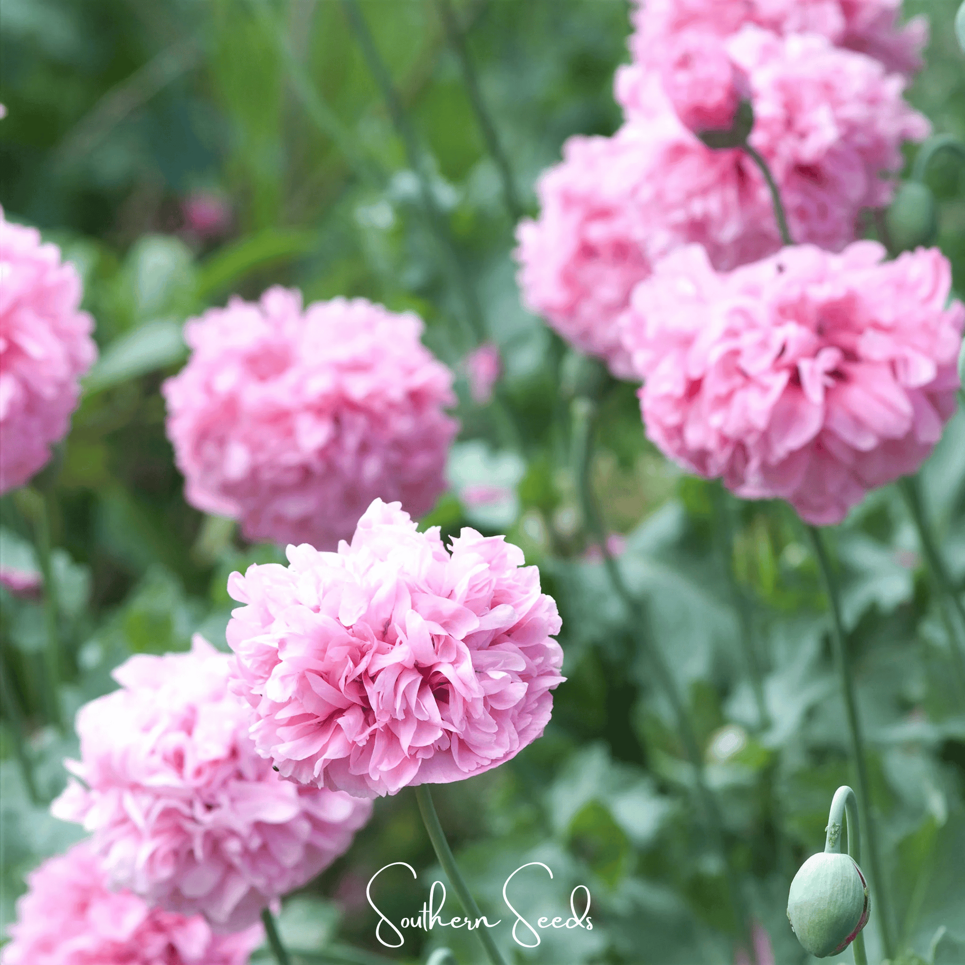 Pale Rose Peony Poppy seeds, botanical Papaver paeoniflorum, from Southern Seeds, shown in a clear image of 100 seed packets.