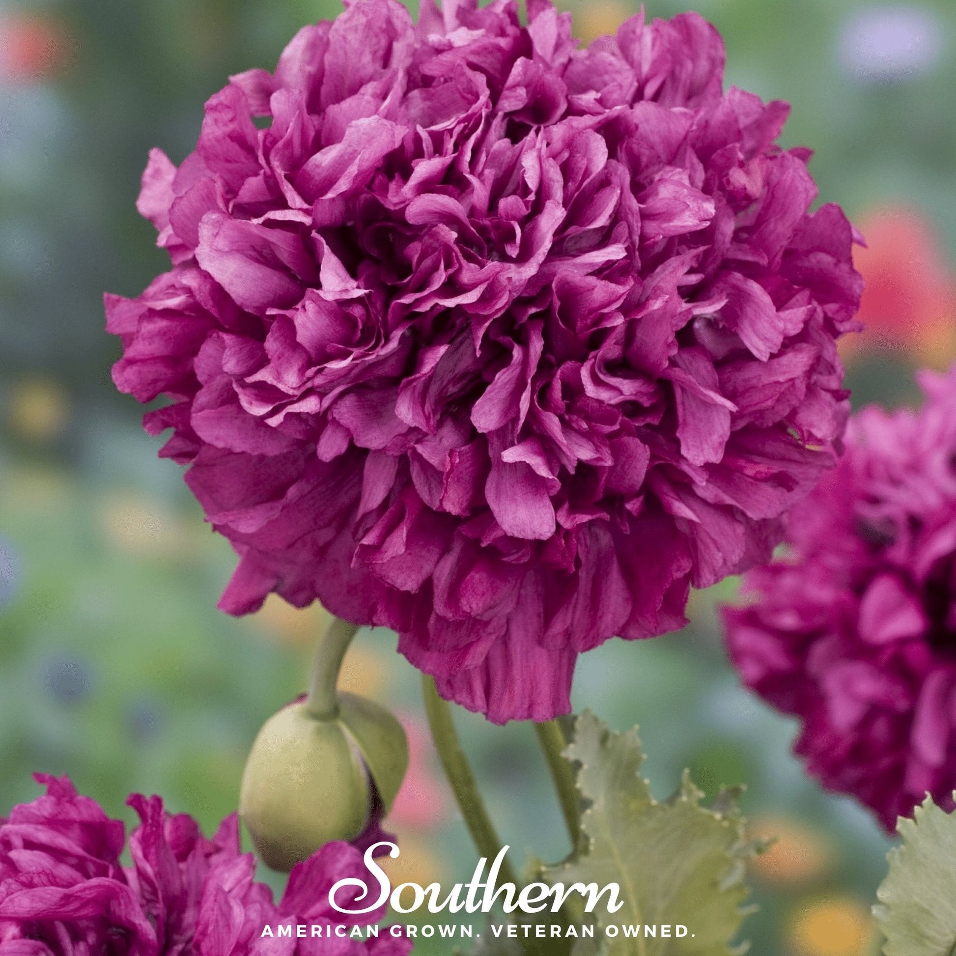 Purple Peony Poppy flower seeds from Southern Seeds, showing a vibrant purple poppy flower and seed packet.