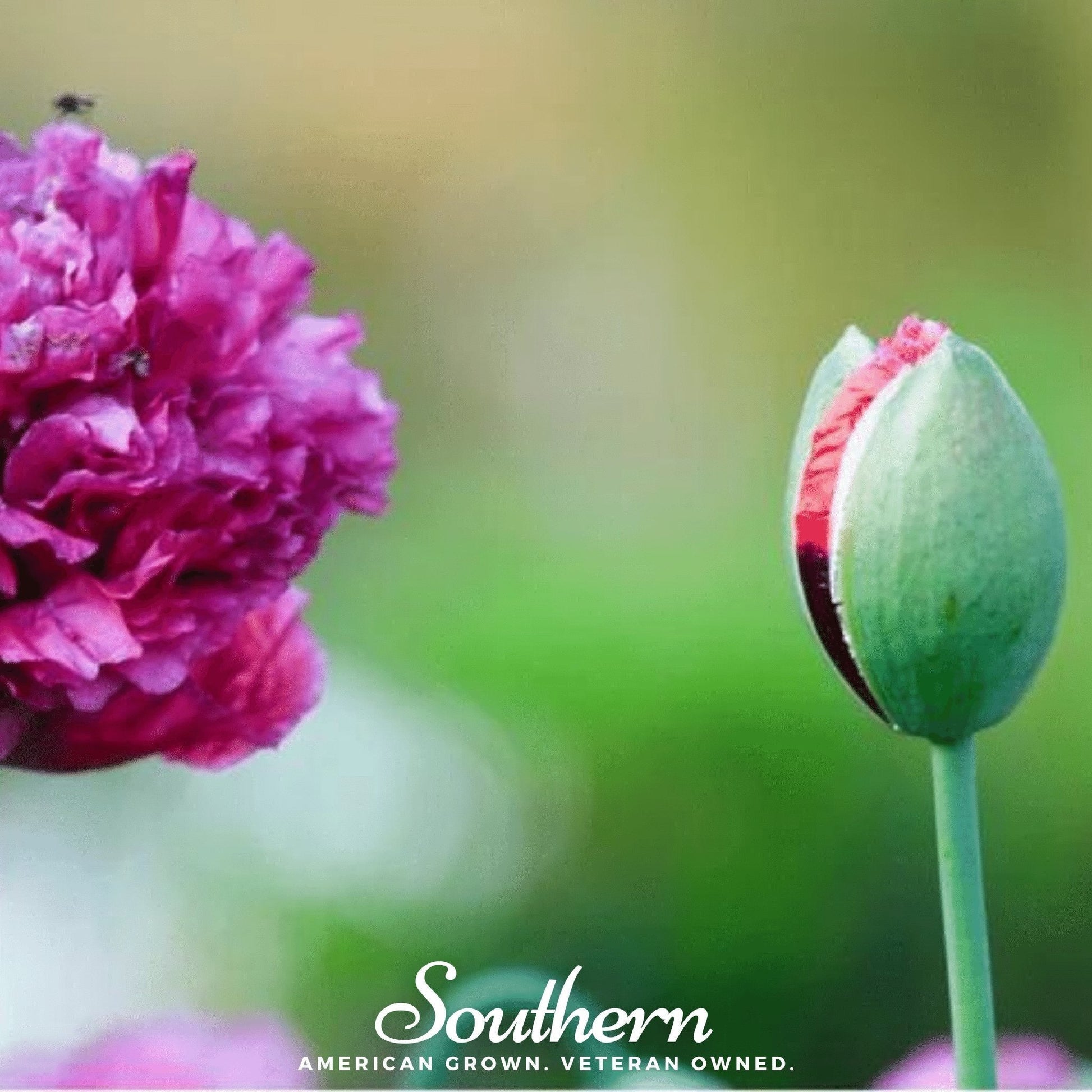 Purple Peony Poppy seeds from Southern Seeds, showing vibrant purple flower buds and green foliage in a close-up shot.