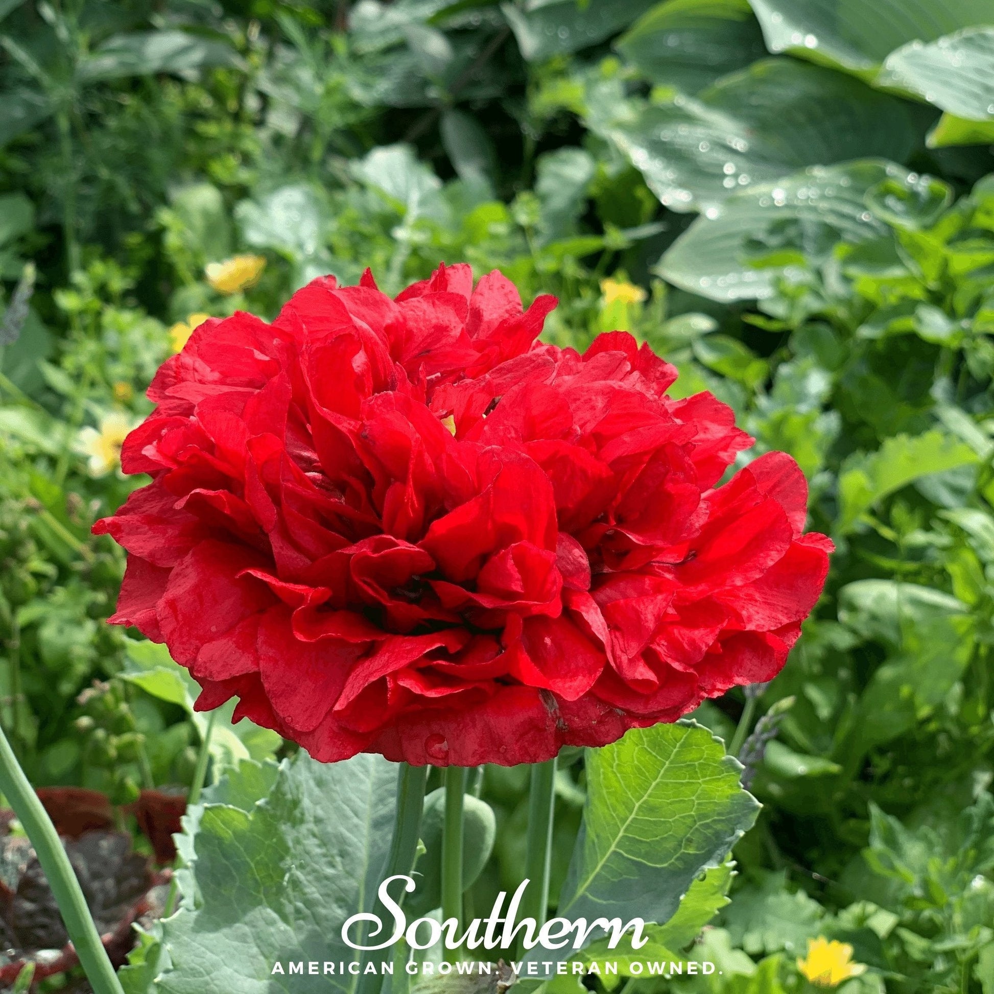 Red Peony Poppy seeds from Southern Seeds, showing vibrant red flower seeds and packaging for planting in gardens.