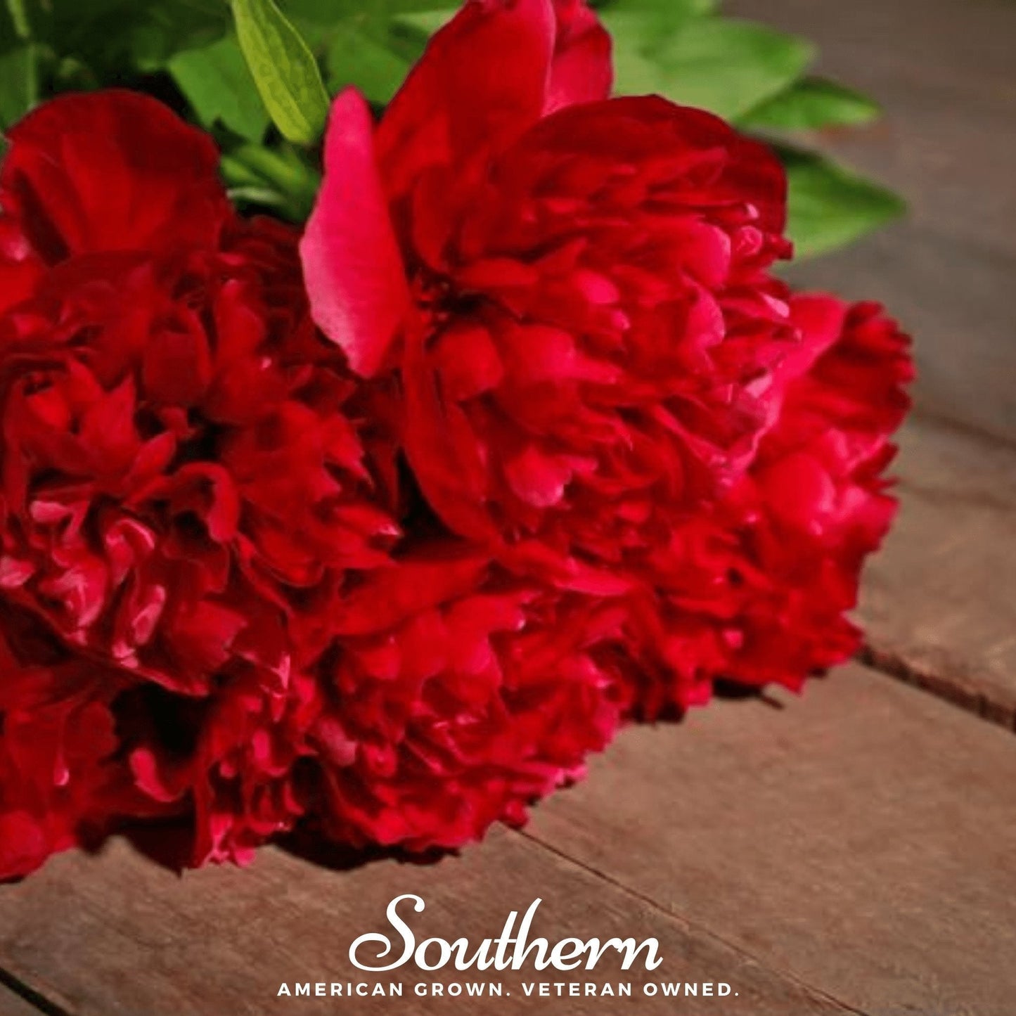 Red Peony Poppy seeds from Southern Seeds, showing vibrant red flower buds and green foliage in a close-up shot.