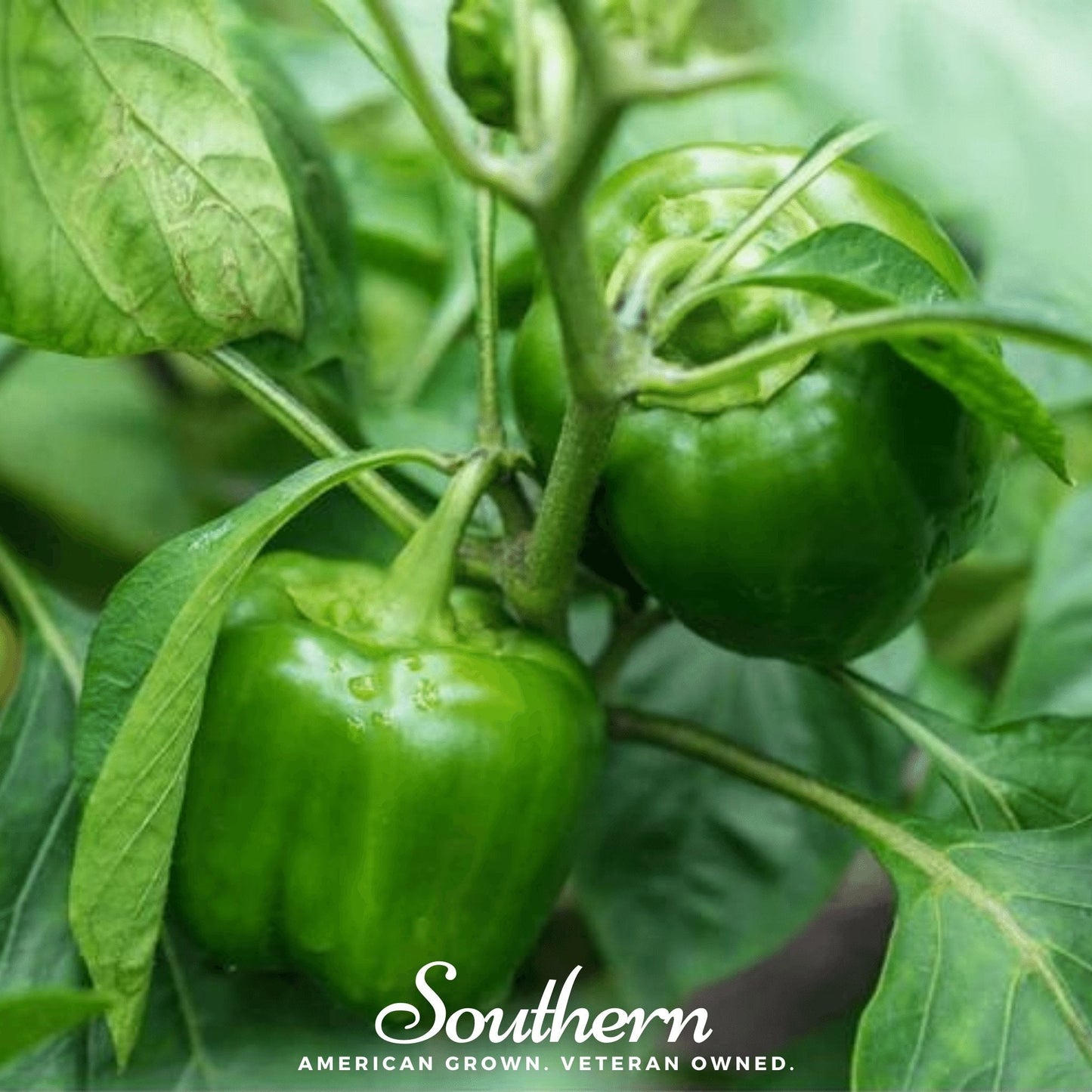 Cal Wonder sweet bell pepper plant with vibrant green peppers, from Southern Seeds, showcasing healthy, mature capsicum in a garden setting.