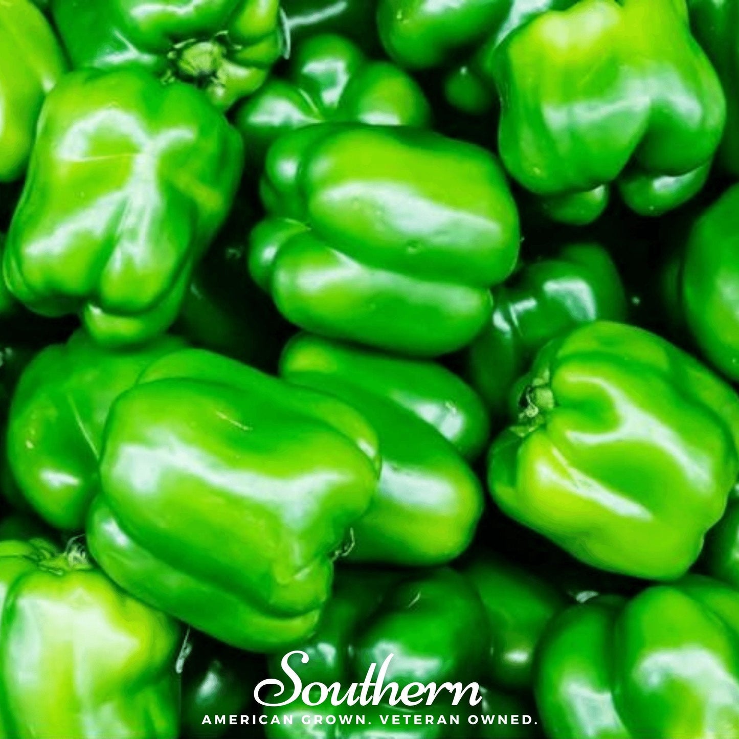 Cal Wonder sweet bell pepper seeds from Southern Seeds, showing vibrant green and red bell peppers on the plant.