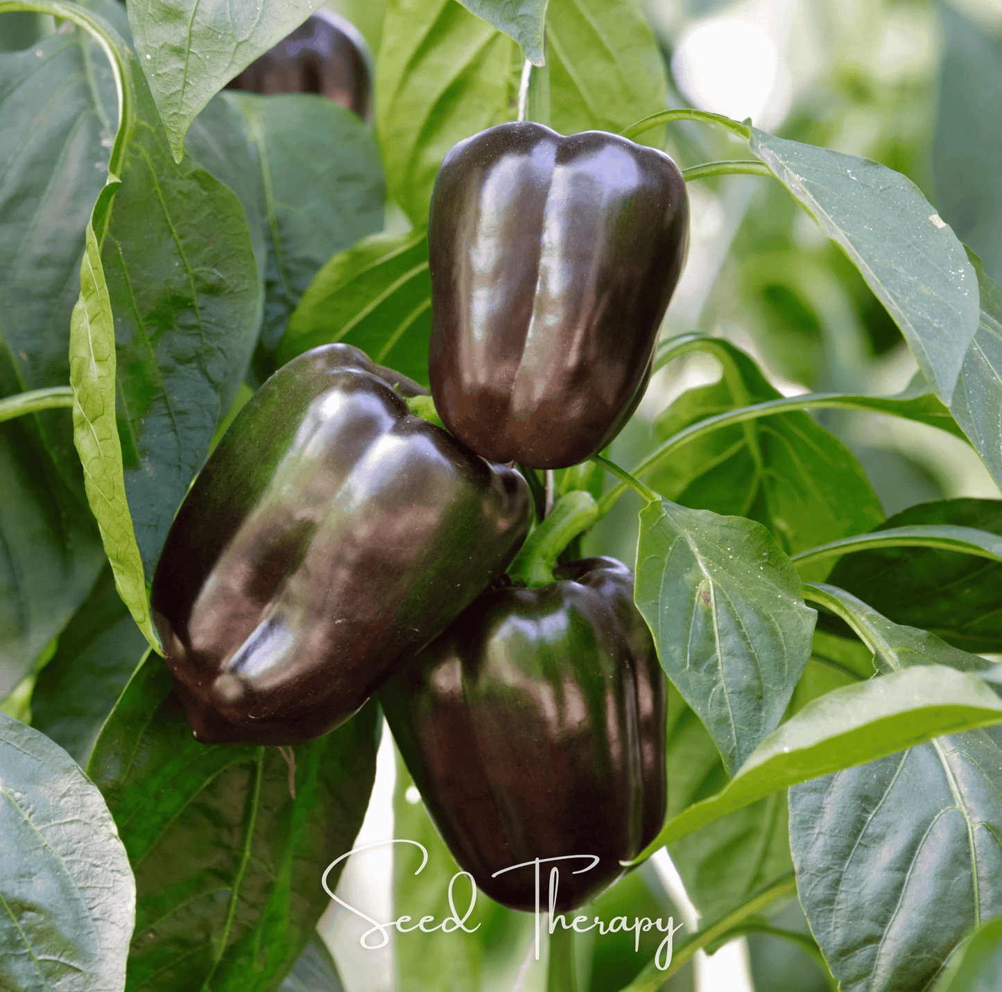 Chocolate Beauty Bell Pepper seeds from Southern Seeds, packet of 30 capsicum annuum seeds with dark brown peppers.