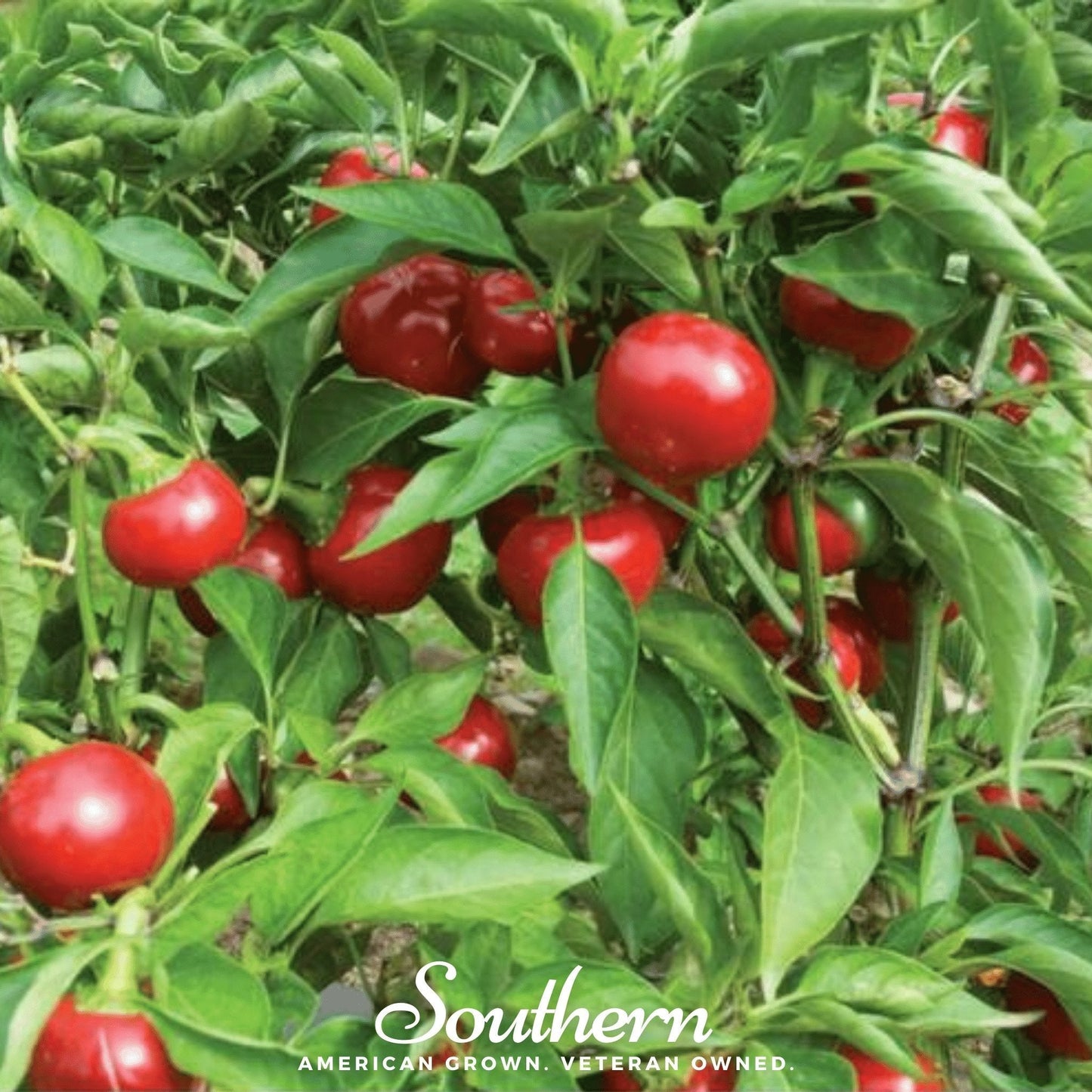 Red Hot Cherry Pepper seeds by Southern Seeds, vibrant red cherry capsicum in a small packet for planting.