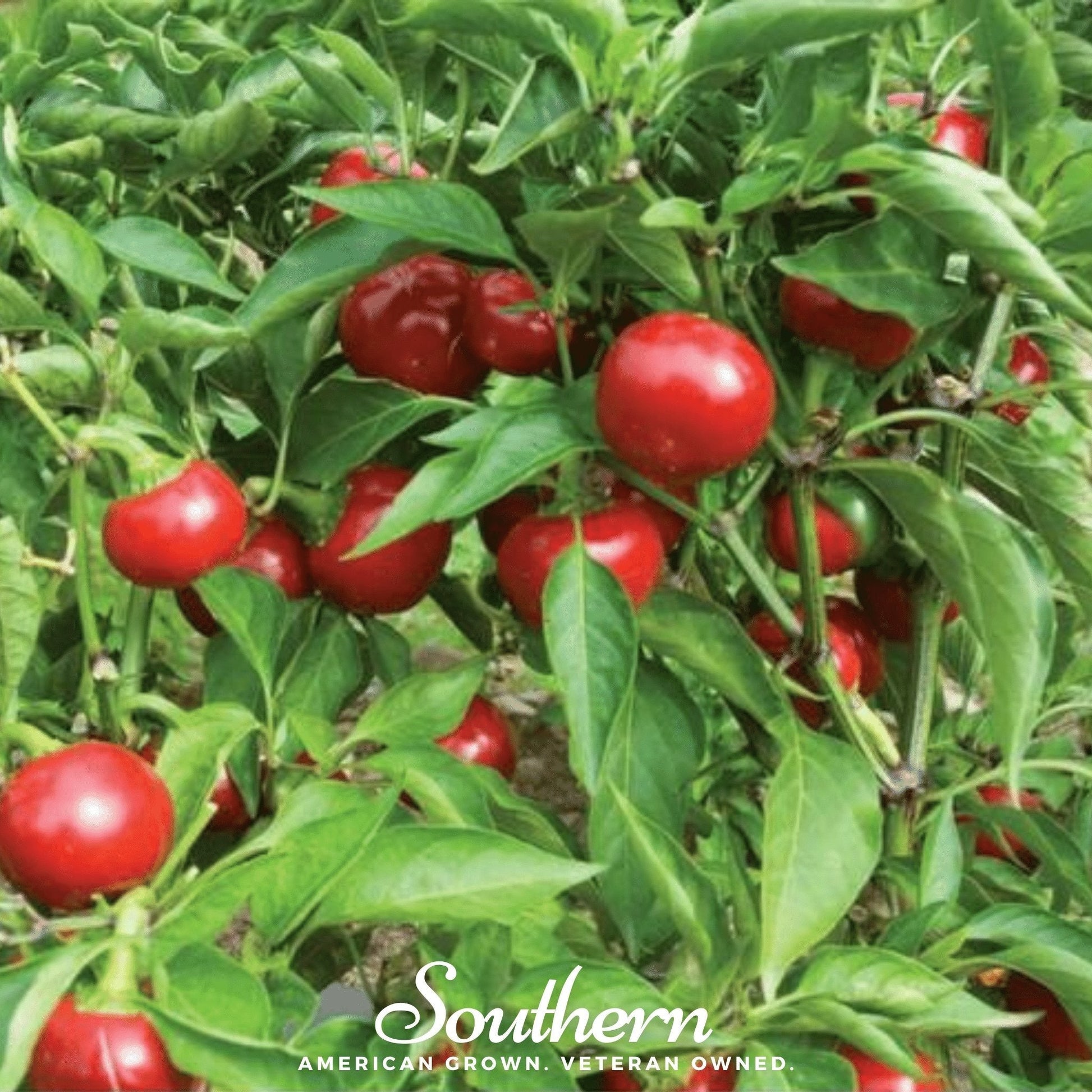 Red Hot Cherry Pepper seeds by Southern Seeds, vibrant red cherry capsicum in a small packet for planting.