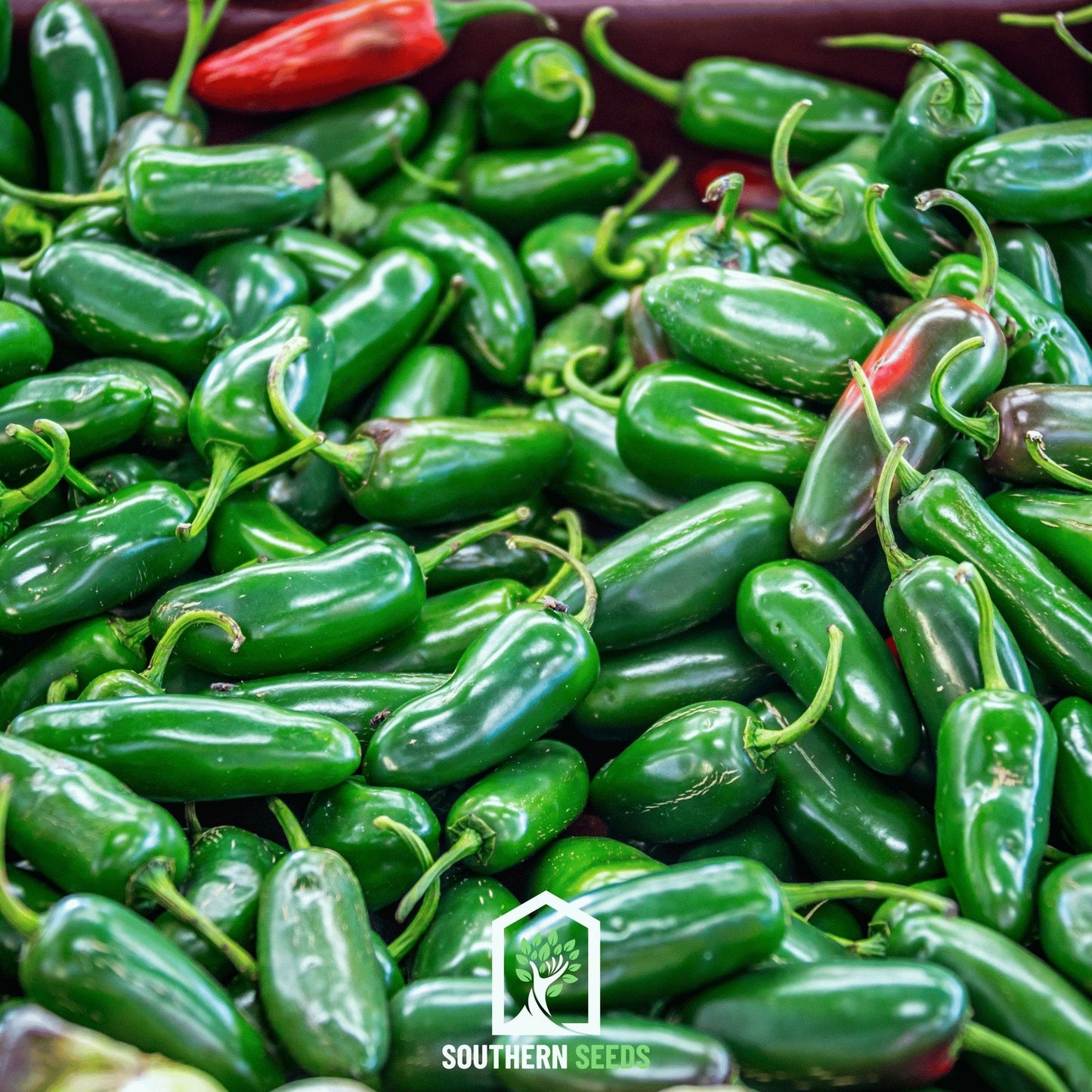 Six heirloom pepper seeds in the Southern Seeds Pepper Seed Collection, showcasing various colorful pepper varieties.