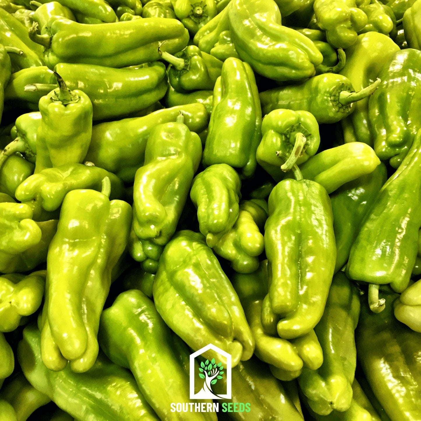 Pack of Southern Seeds Pepper Seed Collection featuring 6 heirloom pepper seed varieties for home gardening.