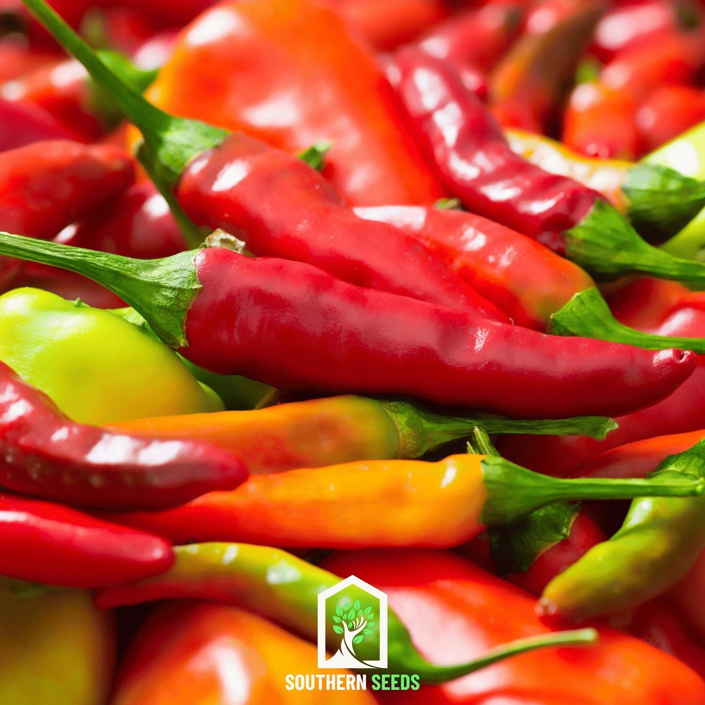 Collection of six heirloom pepper seeds from Southern Seeds, showcasing colorful pepper varieties in a seed packet.