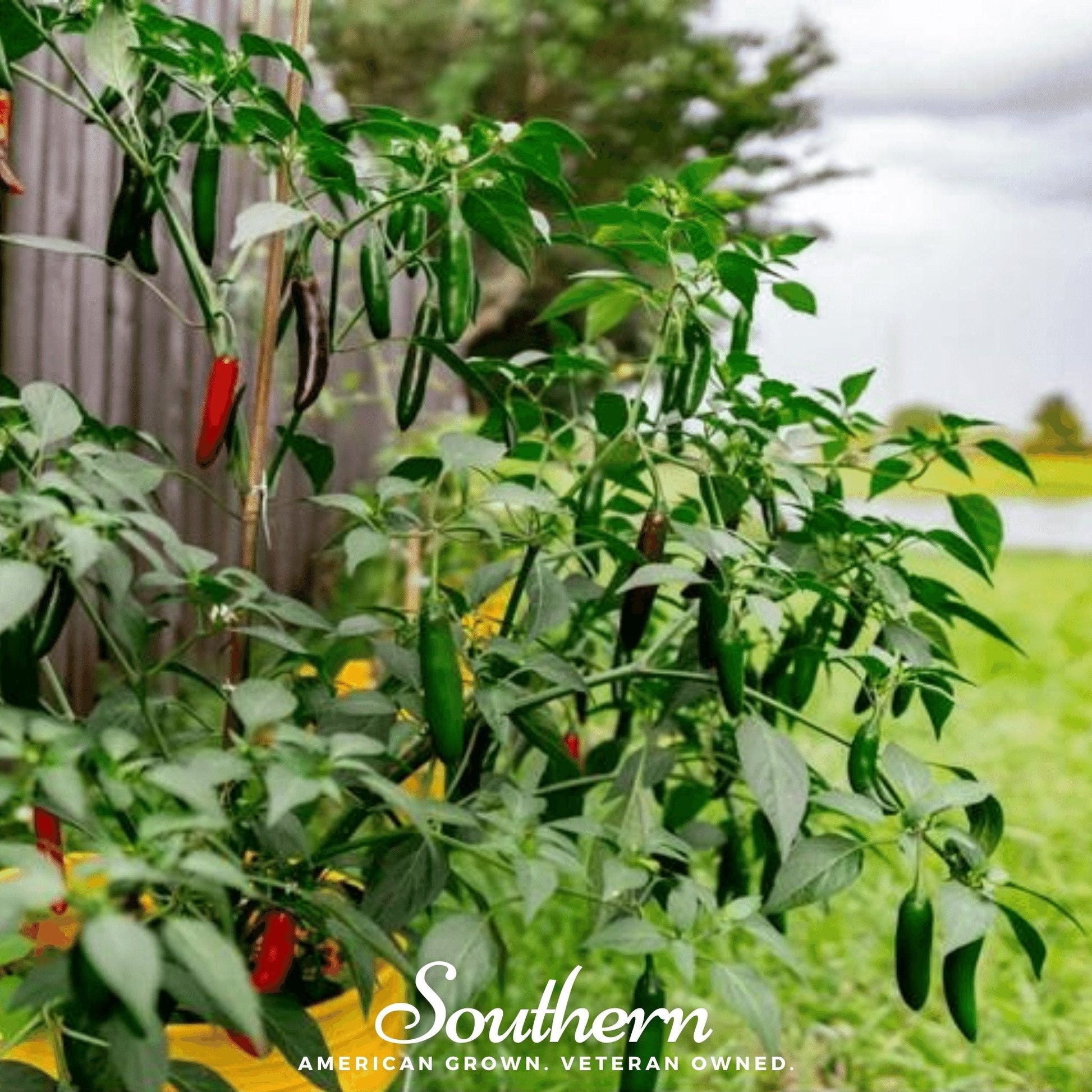 Serrano pepper seeds from Southern Seeds, showing small green serrano chili peppers and seed packets for home gardening.