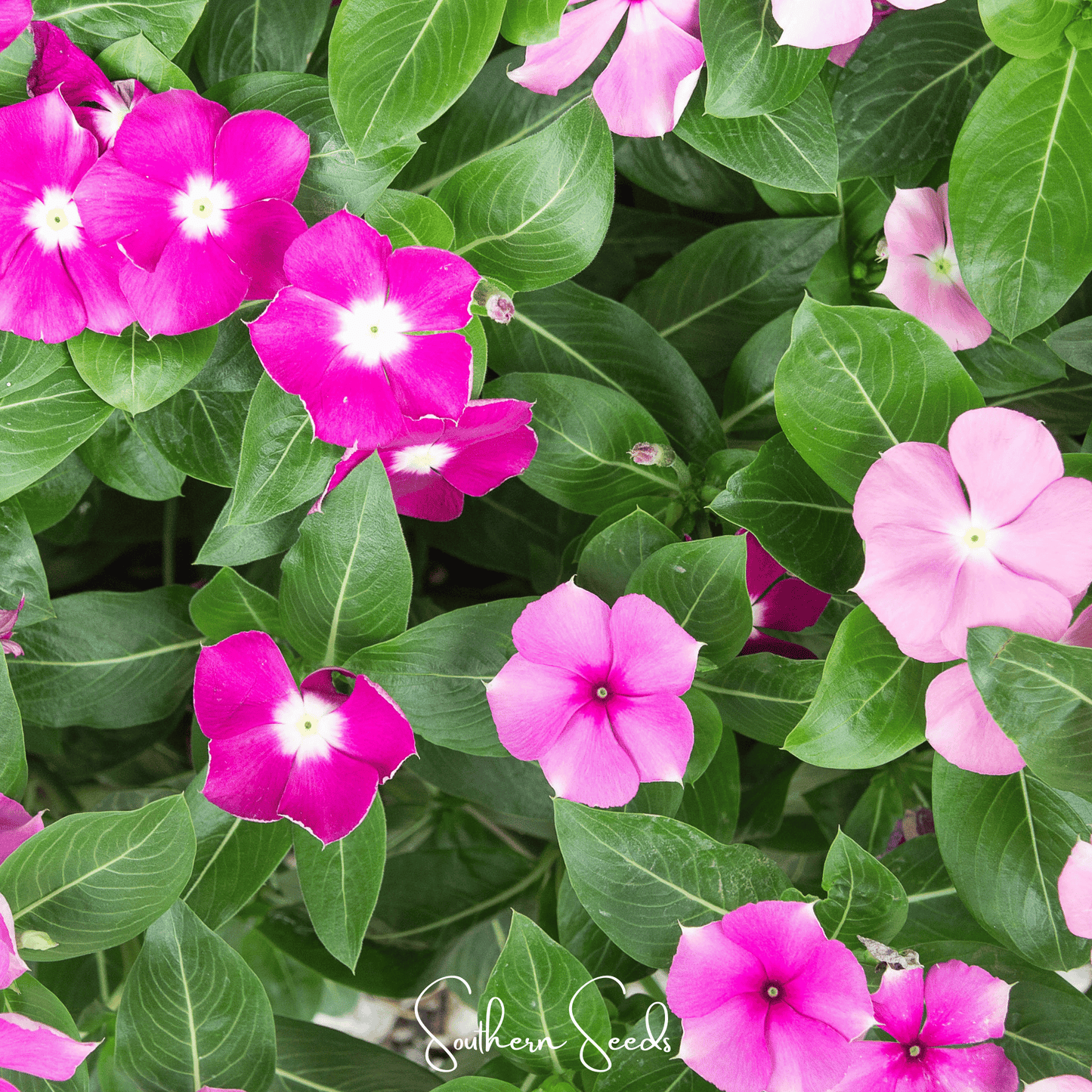 Mix of Periwinkle Vinca Rosea flower seeds from Southern Seeds, showing a variety of vibrant purple and pink flower seeds.