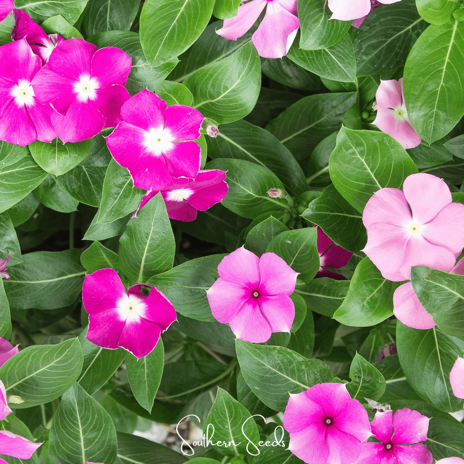 Mix of Periwinkle Vinca Rosea flower seeds from Southern Seeds, showing a variety of vibrant purple and pink flower seeds.