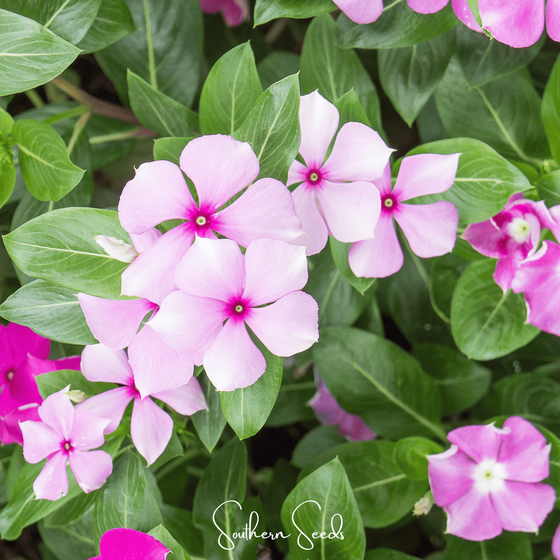Mix Periwinkle seeds from Southern Seeds, showing vibrant Vinca Rosea flower seeds ready for planting.