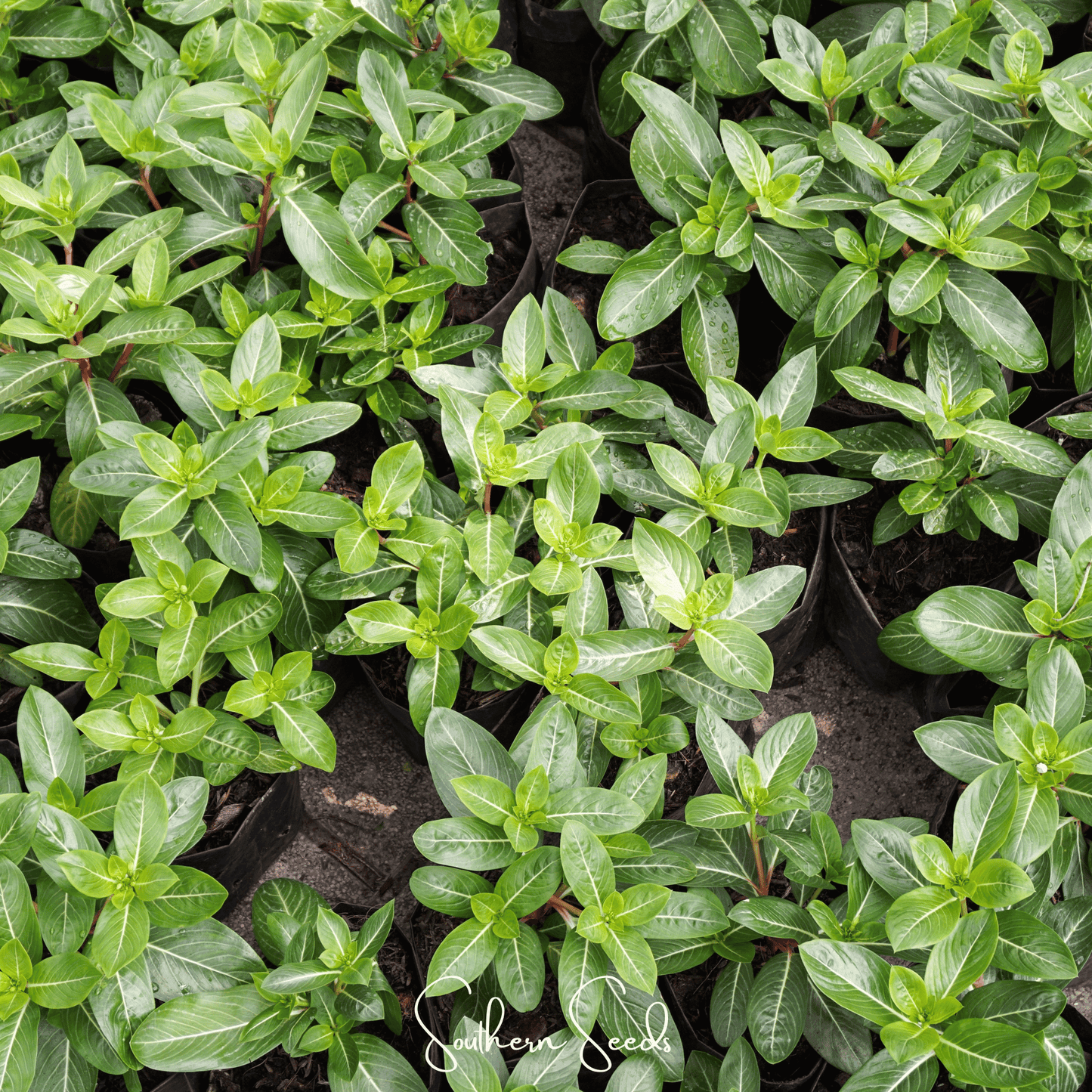 Mix Periwinkle seeds from Southern Seeds, showing vibrant vinca rosa flower seeds in a clear packet.