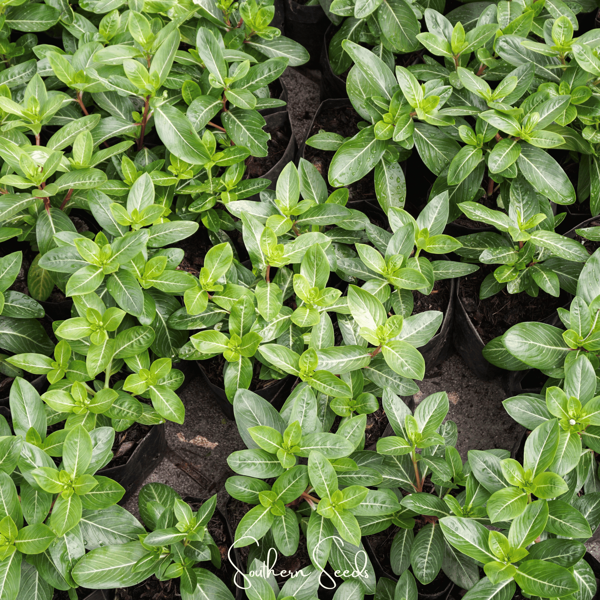 Mix Periwinkle seeds from Southern Seeds, showing vibrant vinca rosa flower seeds in a clear packet.