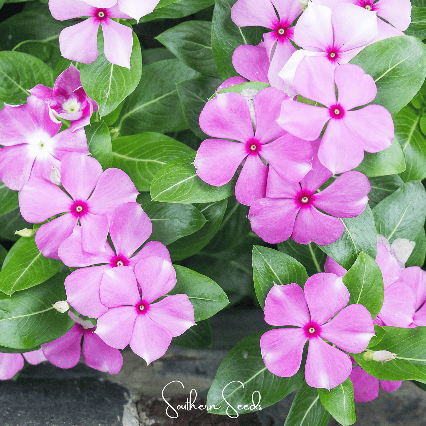 Mix of Periwinkle (Vinca rosea) seeds from Southern Seeds, showcasing vibrant flower and green foliage, 100 seed packet.