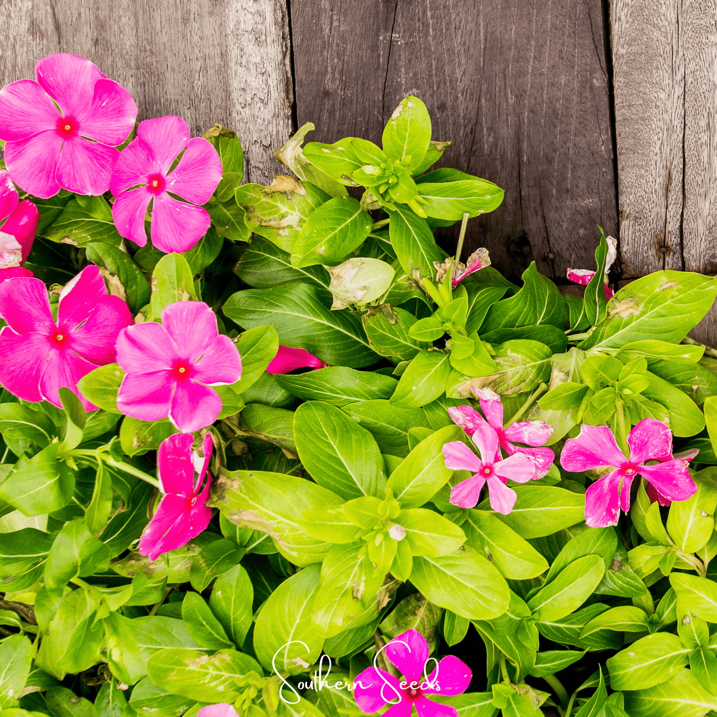 Mix of Periwinkle seeds, vibrant Vinca Rosea variety, shown in a packet from Southern Seeds for gardening and planting.