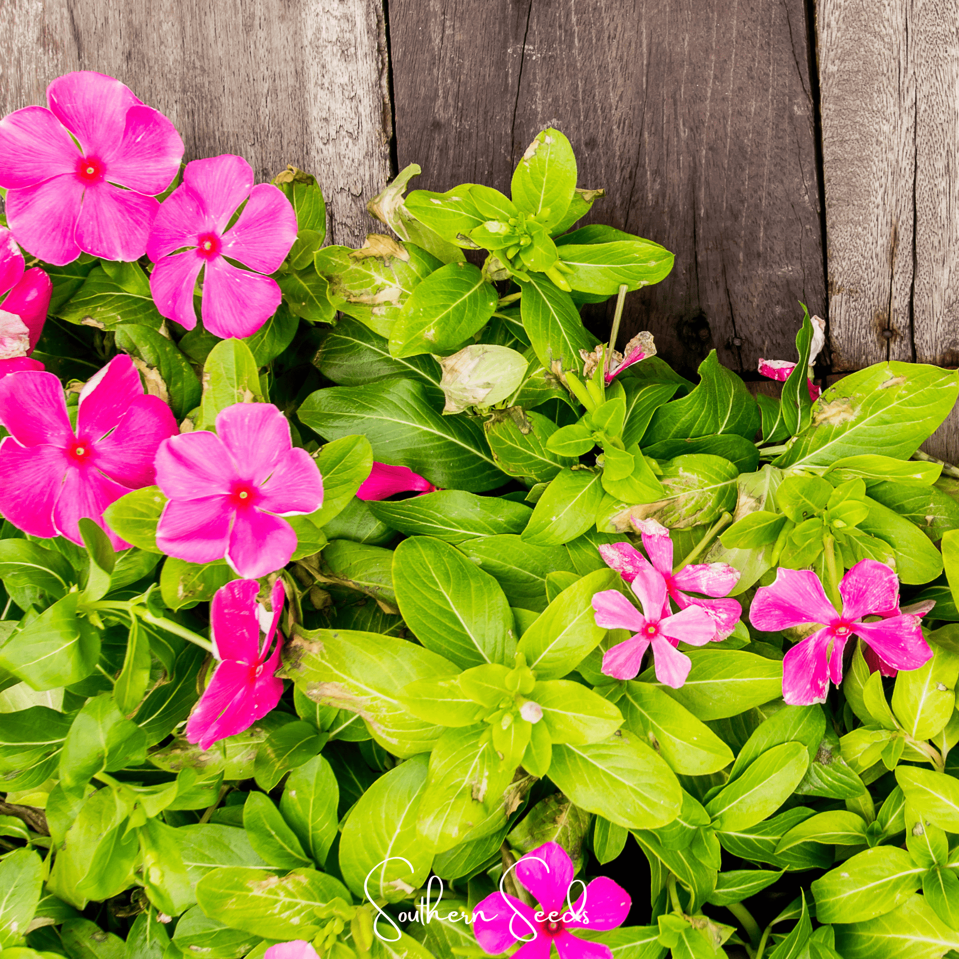 Mix of Periwinkle seeds, vibrant Vinca Rosea variety, shown in a packet from Southern Seeds for gardening and planting.